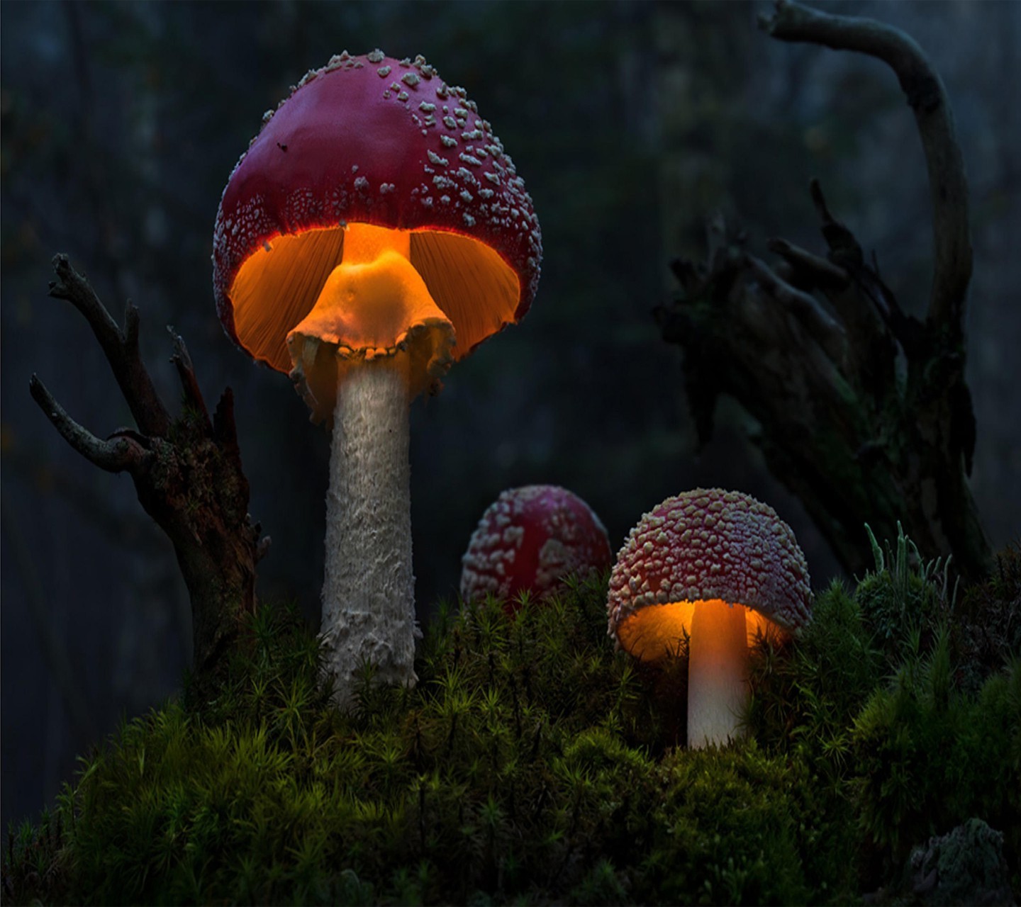 Wallpaper, forest, night, nature, autumn, flower, screenshot, 1440x1280 px, computer wallpaper, macro photography, medicinal mushroom 1440x1280