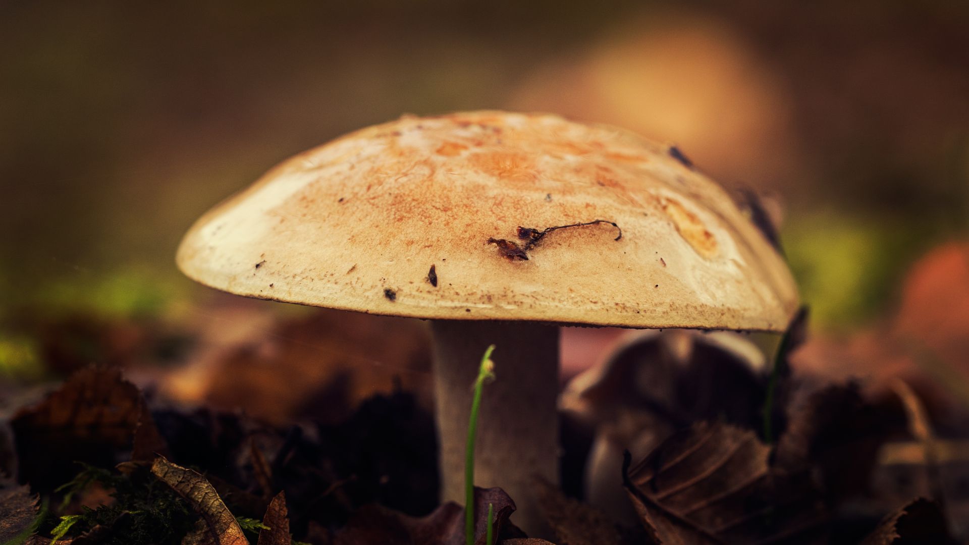 Desktop Wallpaper Mushroom, Leaves, Close Up, Autumn, 4k, HD Image, Picture, Background, Apxulq
