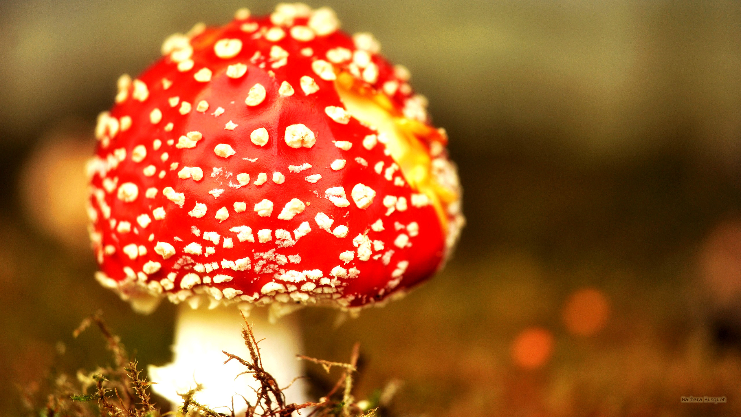 Autumn desktop background. Barbaras HD Wallpaper