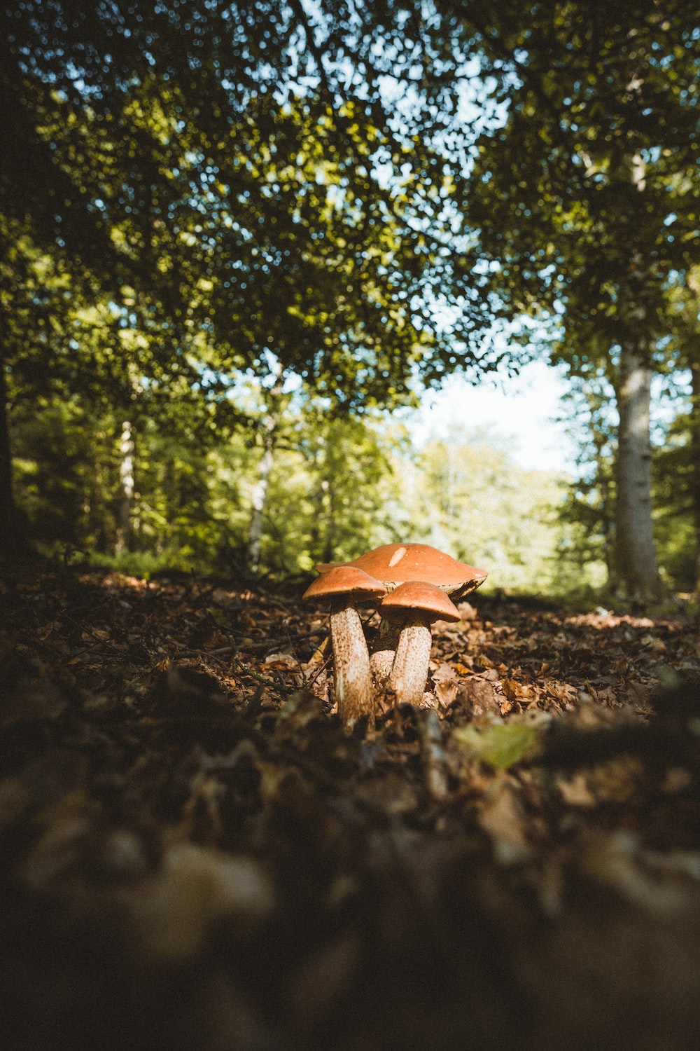 Brown and white mushroom on ground surrounded by green trees during daytime photo