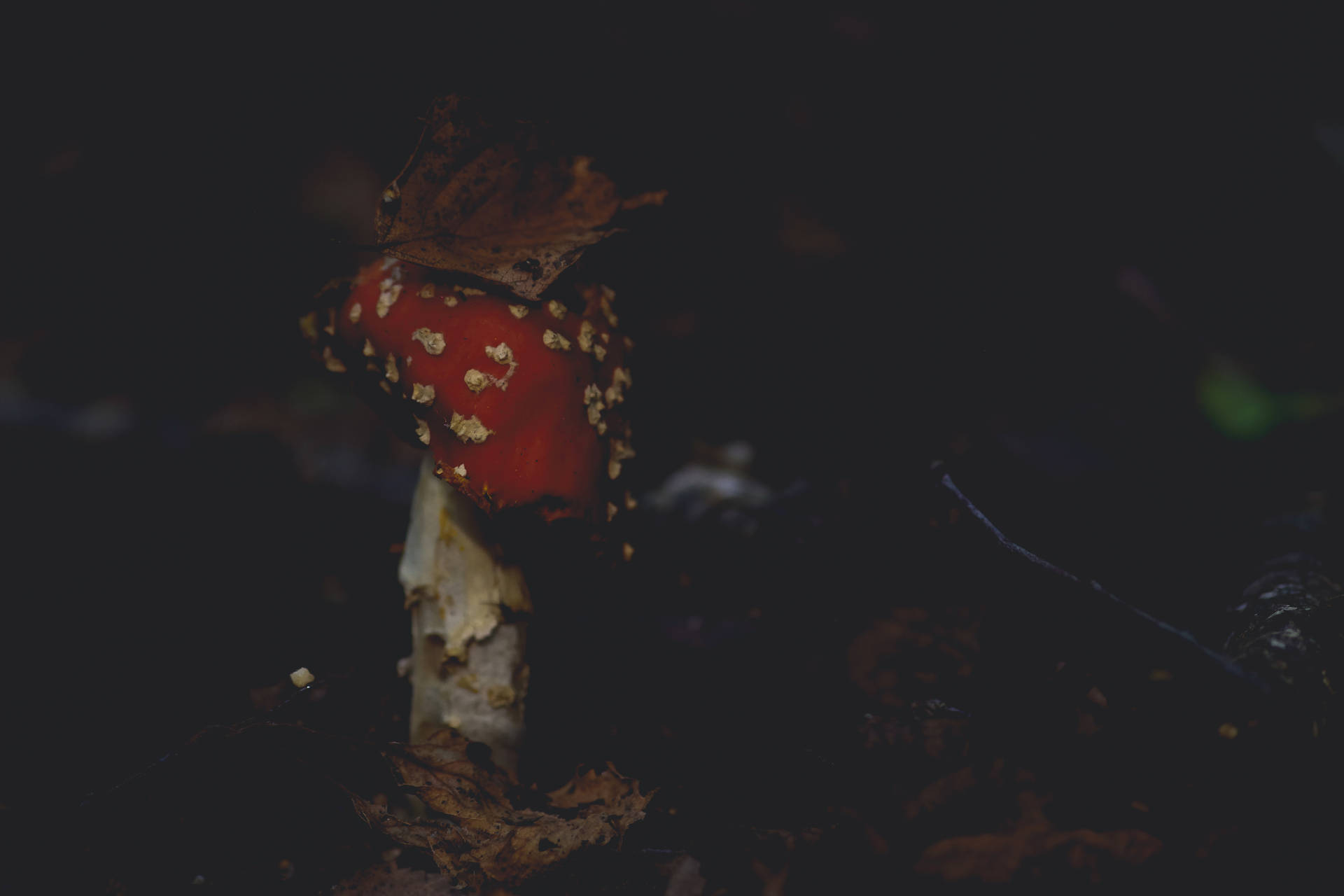 Download Aesthetic Mushroom Best Autumn Wallpaper