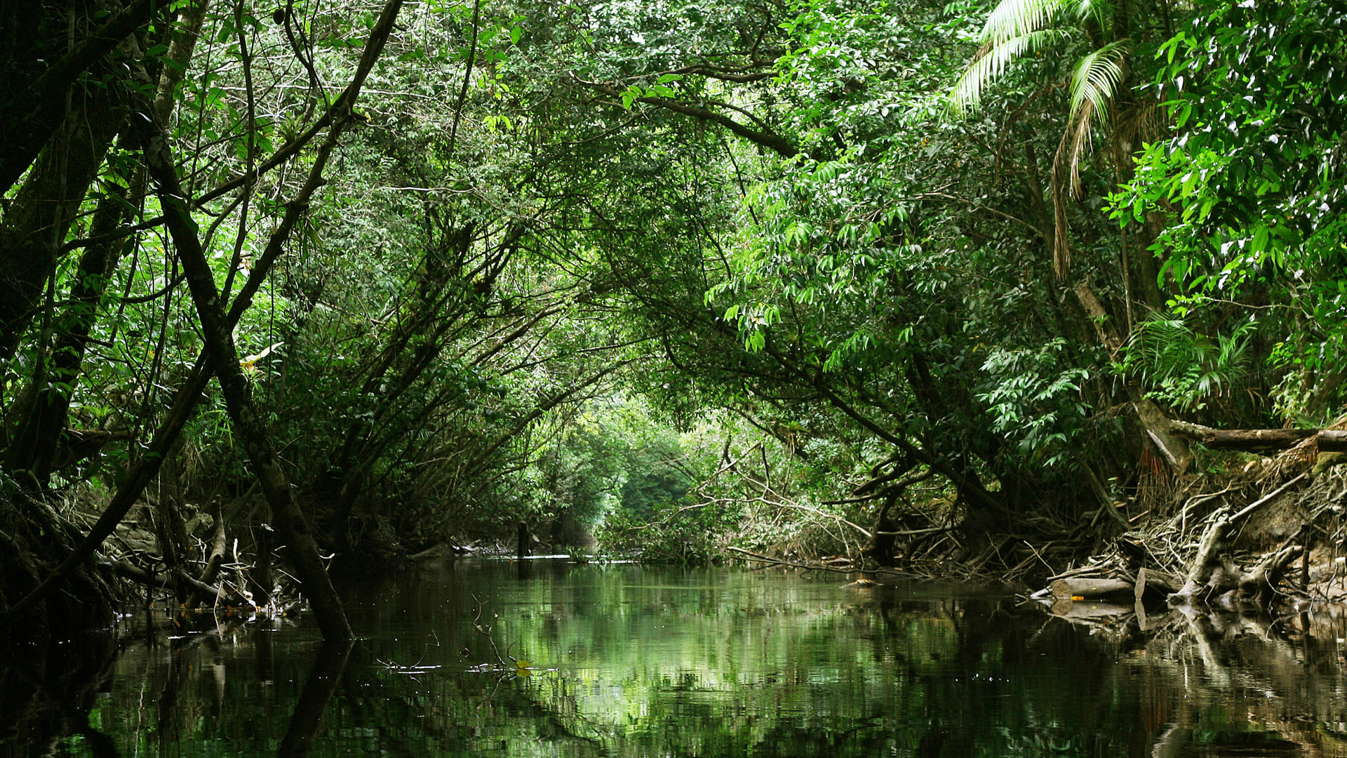 Jungle river stream through green rainforest canopy, French Guiana. Windows Spotlight Image