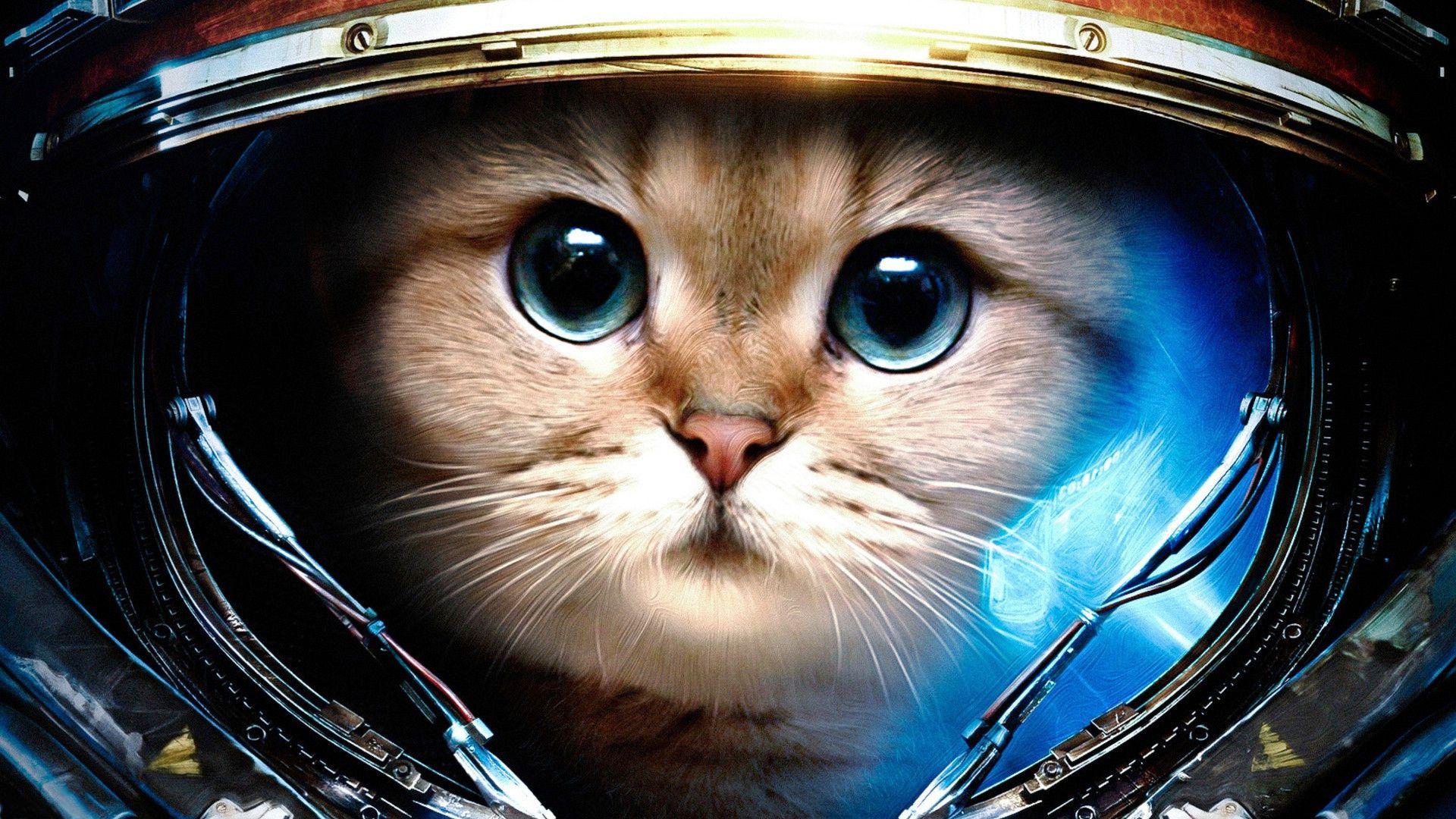 Space Cat Desktop Wallpaper