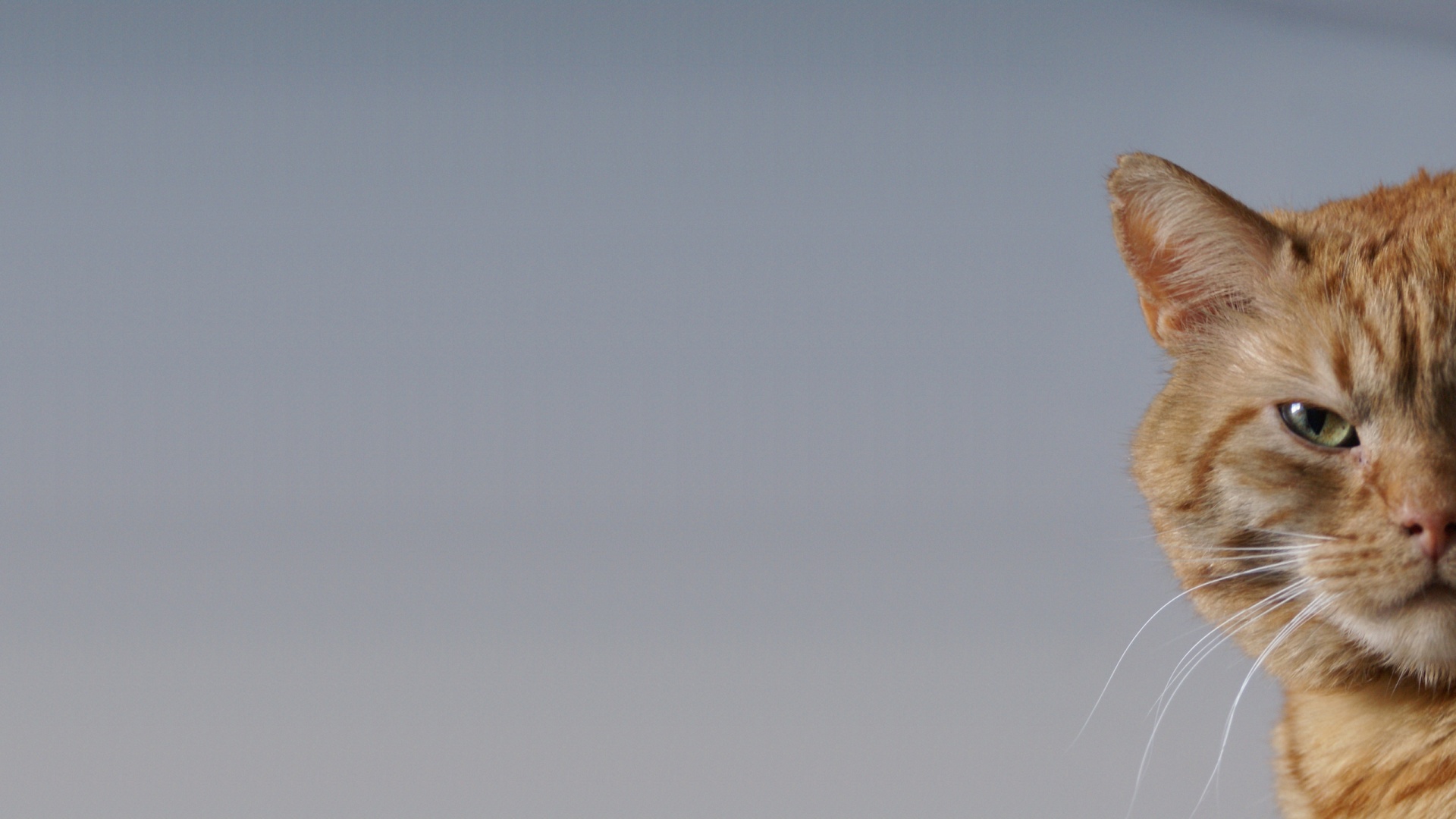 Cat Wallpaper 1920x1080