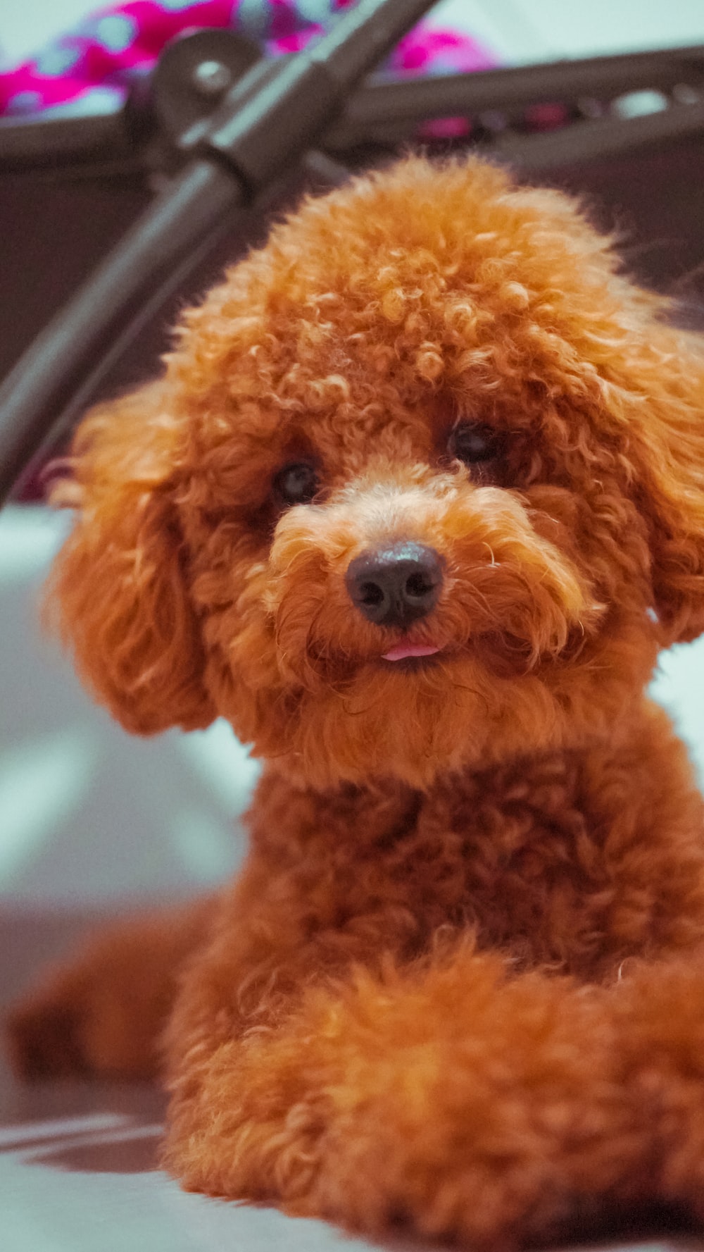 30,Toy Poodle Picture. Download Free Image