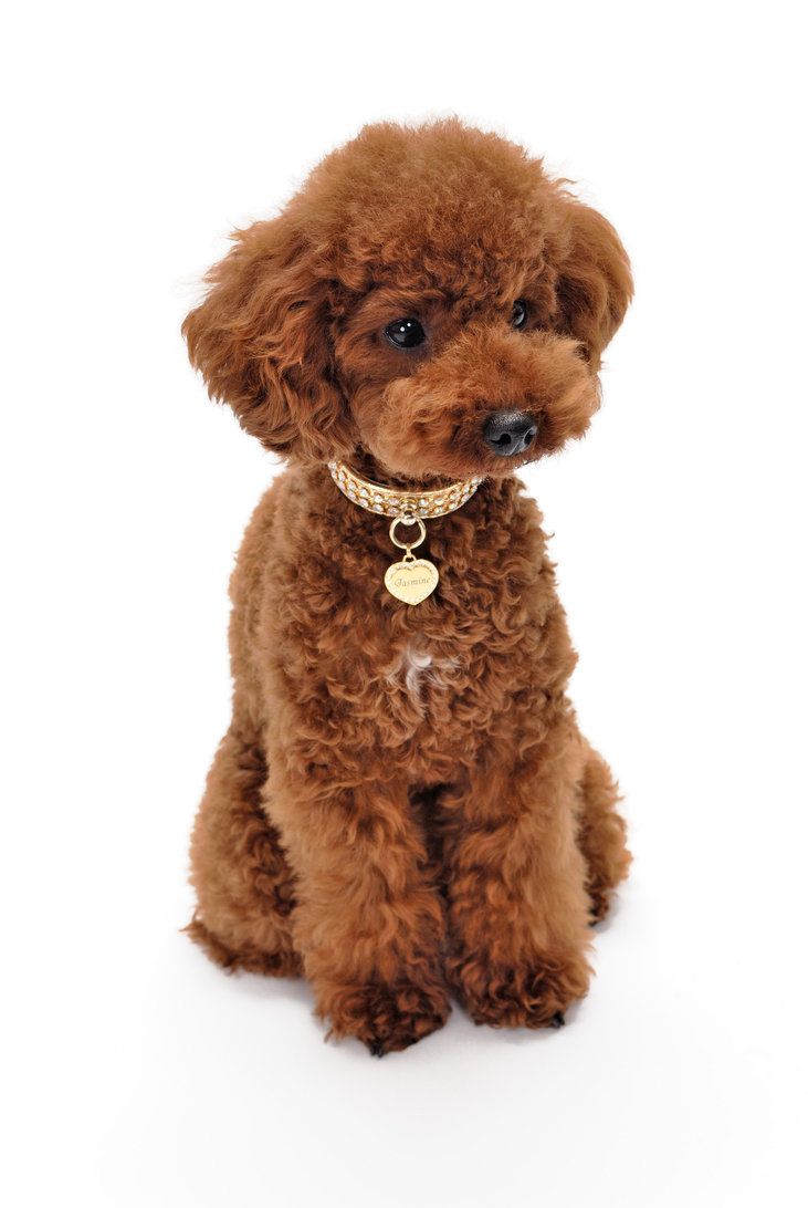 Cuddly Poodle Wallpaper by bubupoodle. Toy poodle puppies, Toy poodle haircut teddy bears, Teddy bear poodle