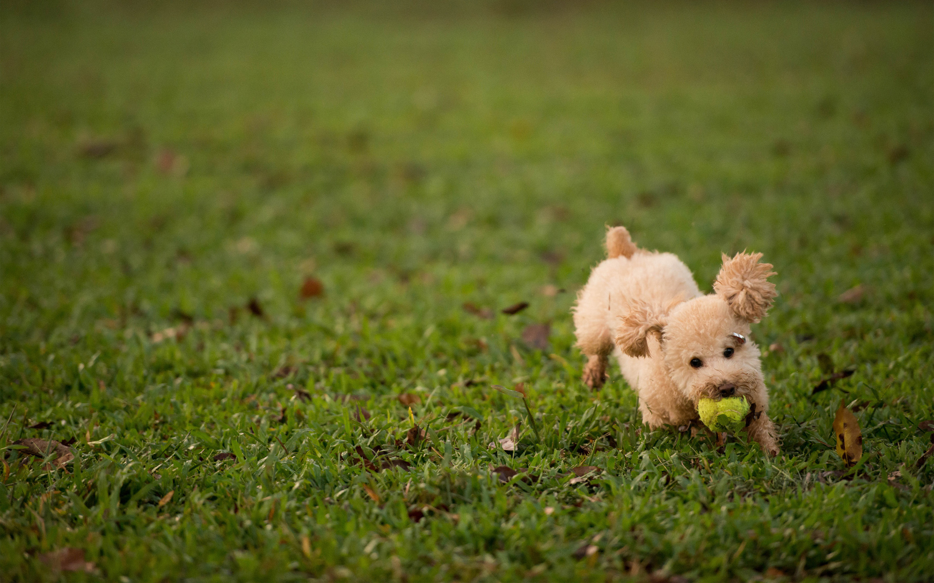 Animal Poodle HD Wallpaper