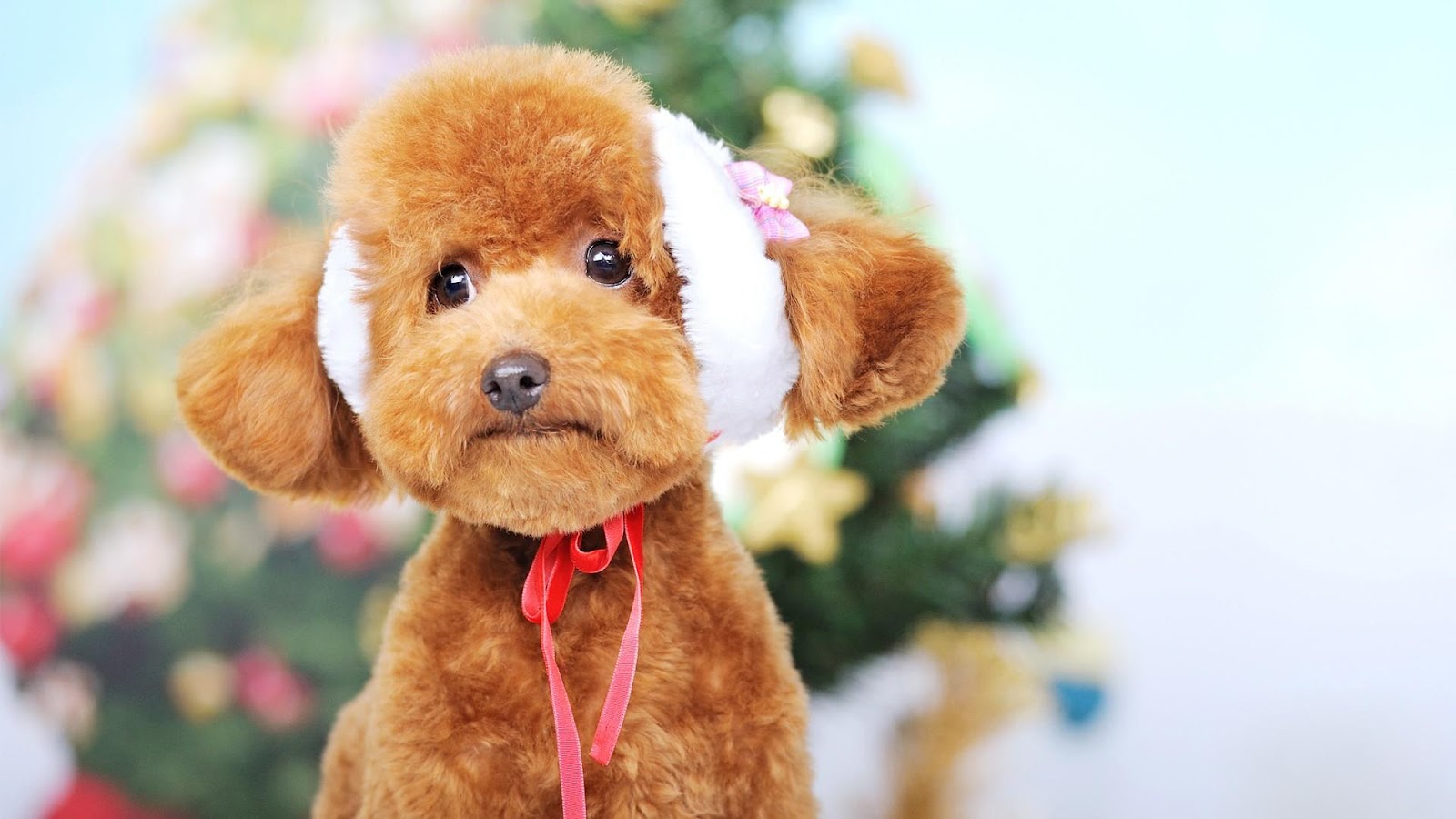 Free download Best 59 Poodle Wallpaper 1950s Poodle Wallpaper [1600x900] for your Desktop, Mobile & Tablet. Explore Poodles Wallpaper