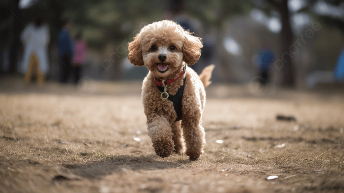 Poodle Background Image, HD Picture and Wallpaper For Free Download