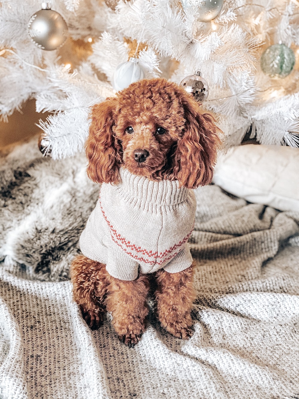 Miniature Poodle Picture. Download Free Image