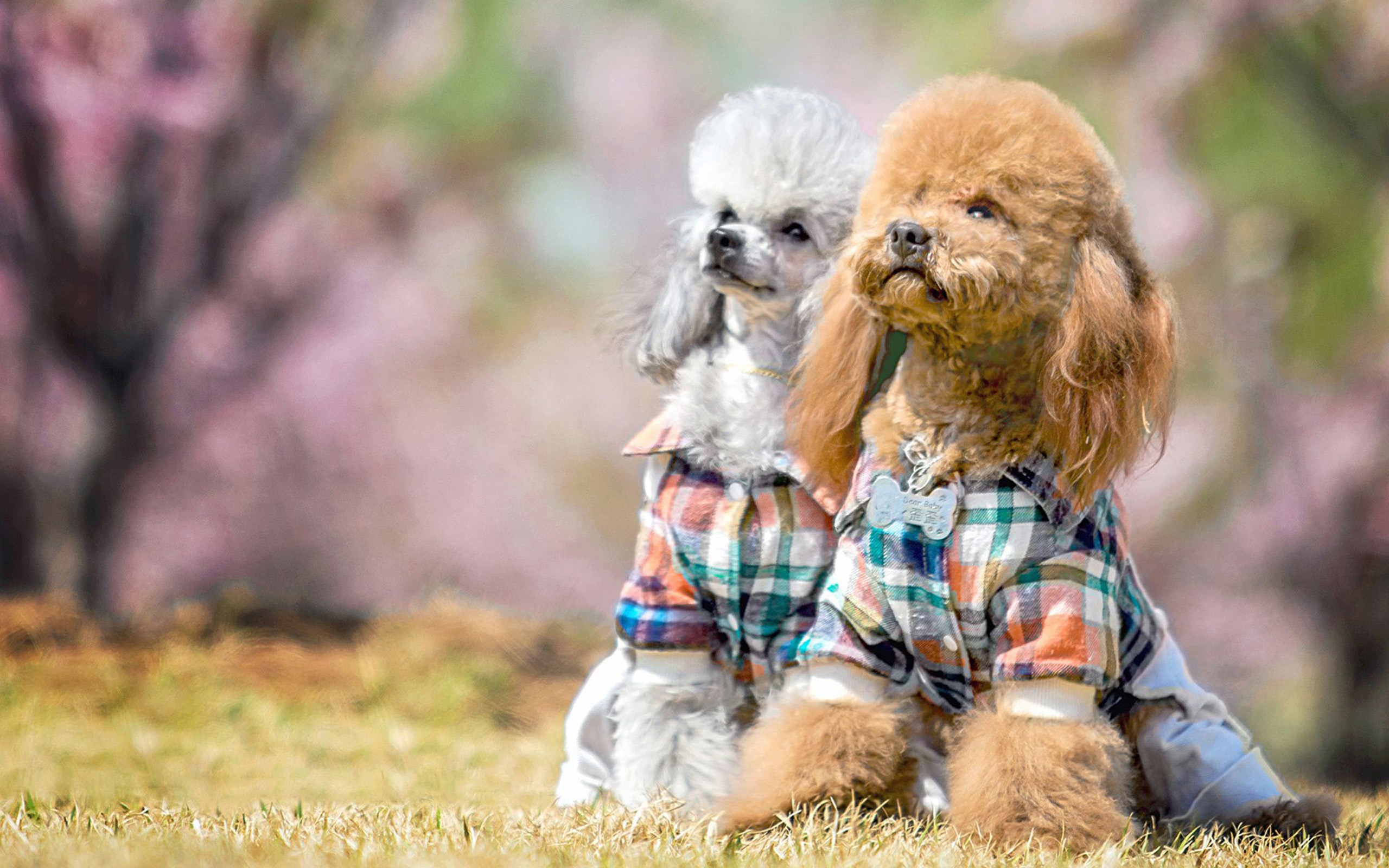 Dogs, Poodle, Two Gallery HD Wallpaper