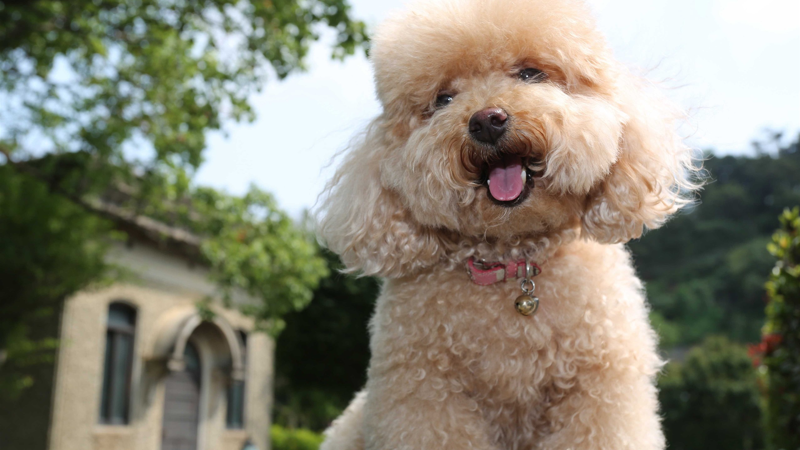 Wallpaper Toy poodle, cute puppy 3840x2160 UHD 4K Picture, Image