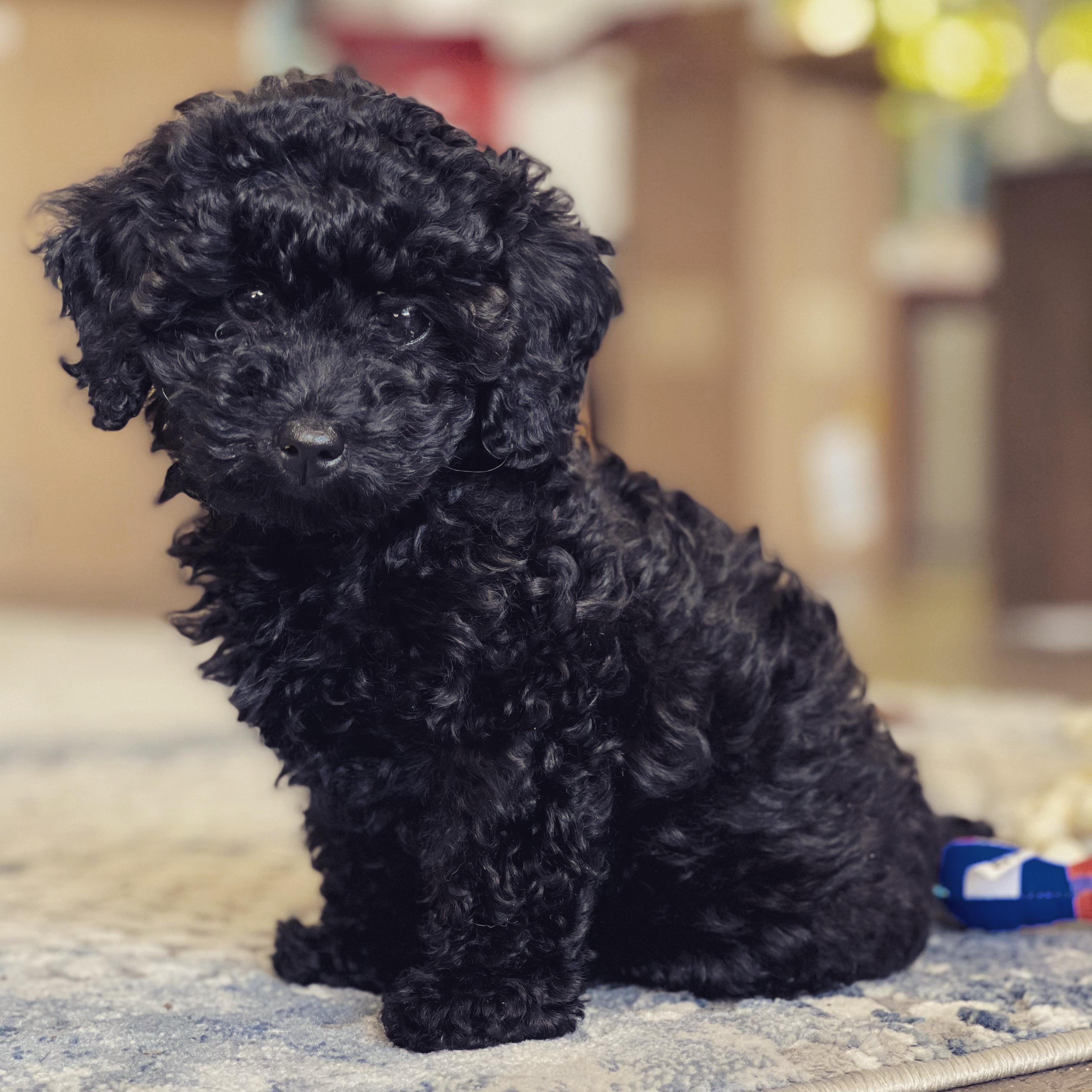 New baby Poppy. She's 13 weeks and she's 3lbs Her parents were toy / miniature poodle. I have never had a poodle before and can't get over the cuteness and snuggles