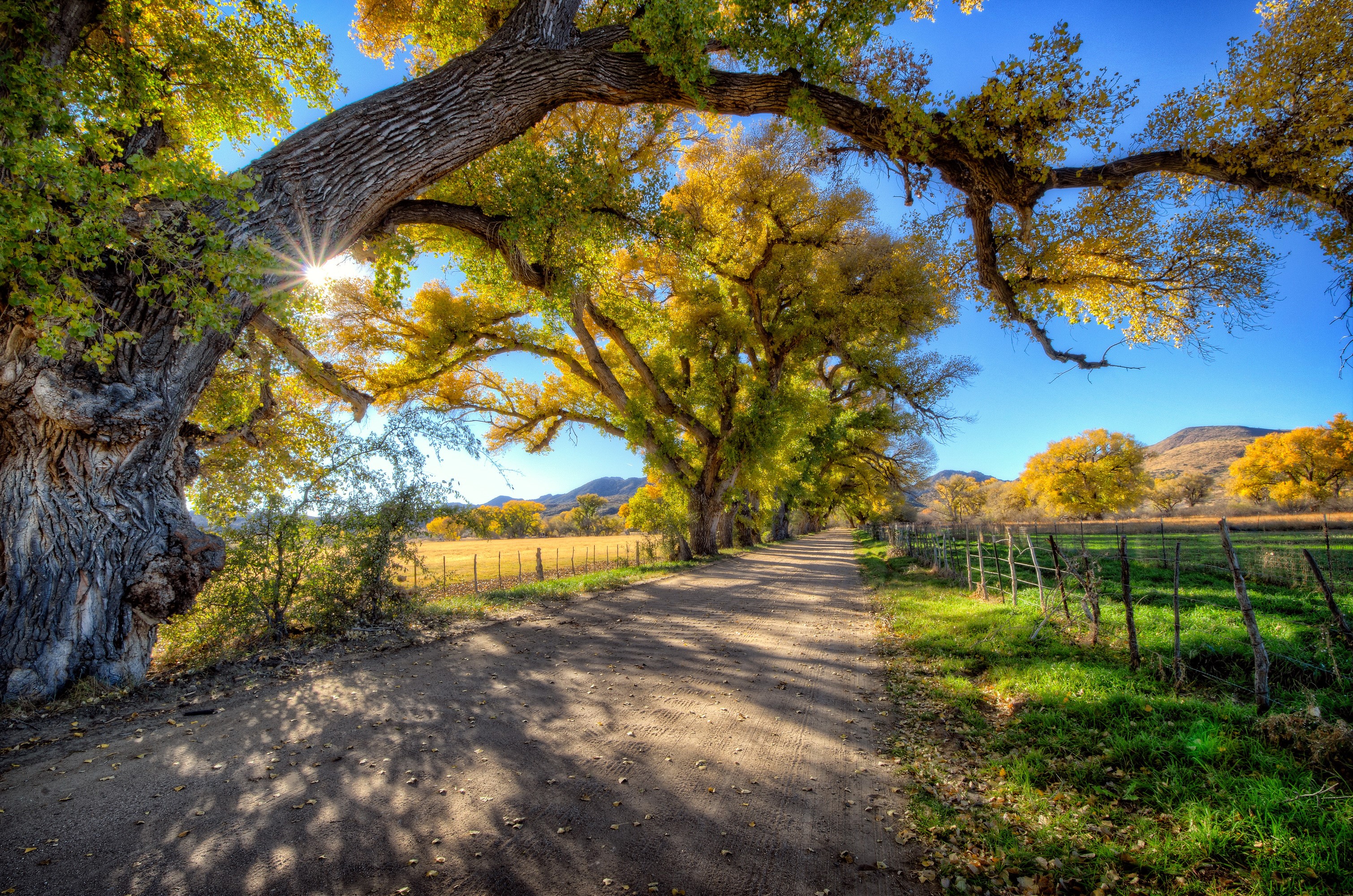 Arizona, USA, Summer, Roads, Trees, Rays of light, HDR Gallery HD Wallpaper