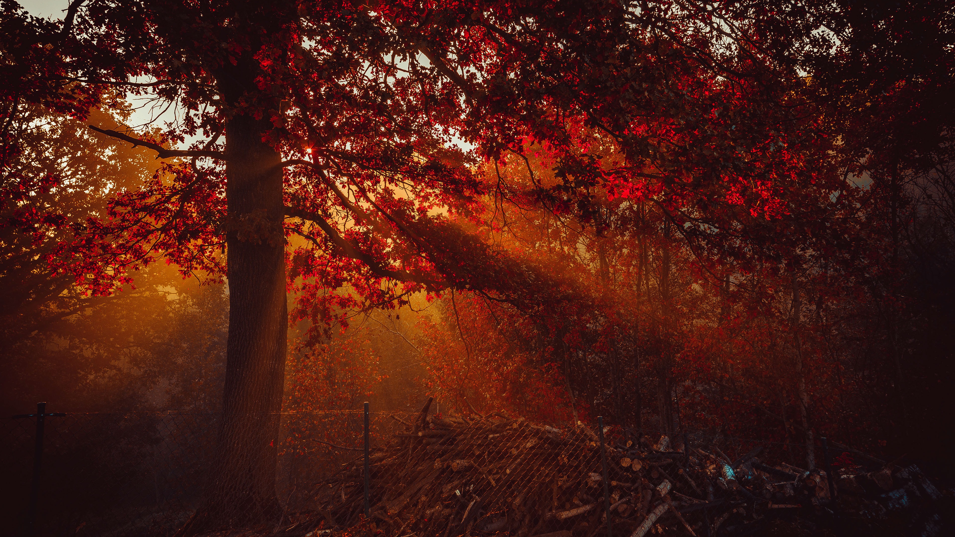 Autumn Wallpaper 4K, Trees, Forest, Sunlight