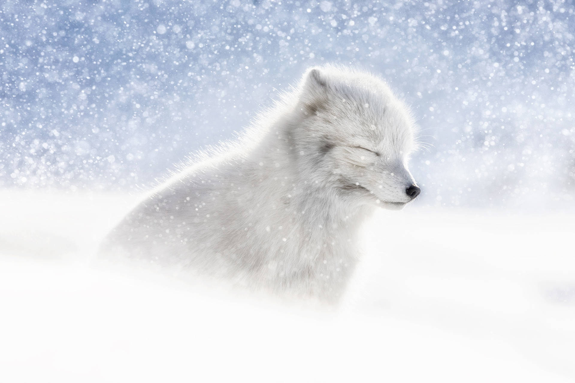 Arctic Fox Wallpaper