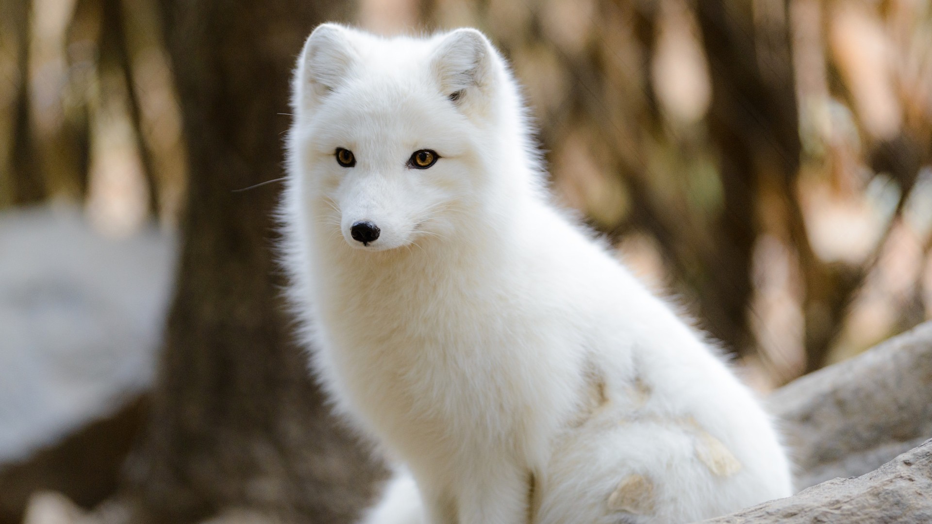 Arctic Fox Wallpaper