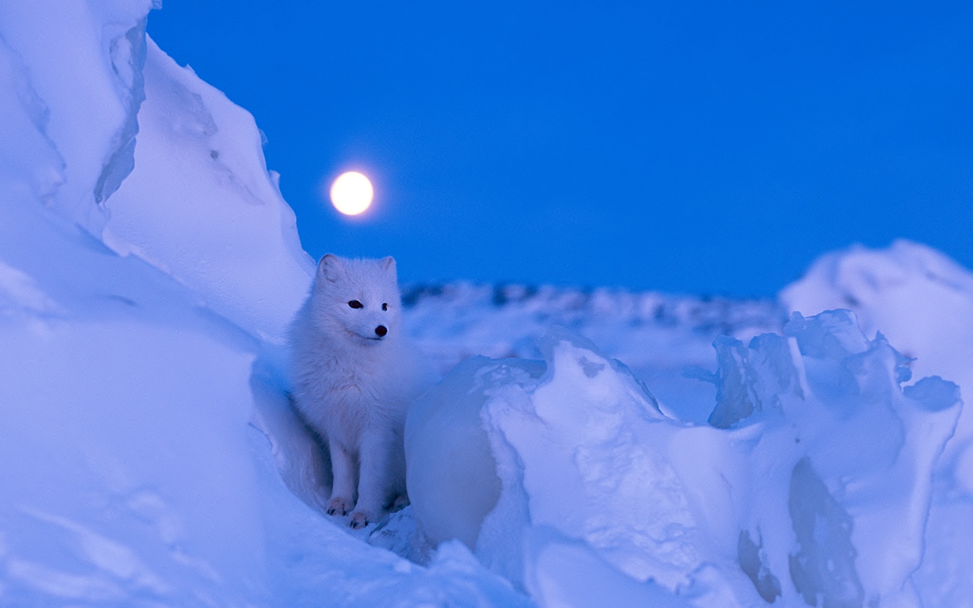 Arctic Fox in Moonlit Snow