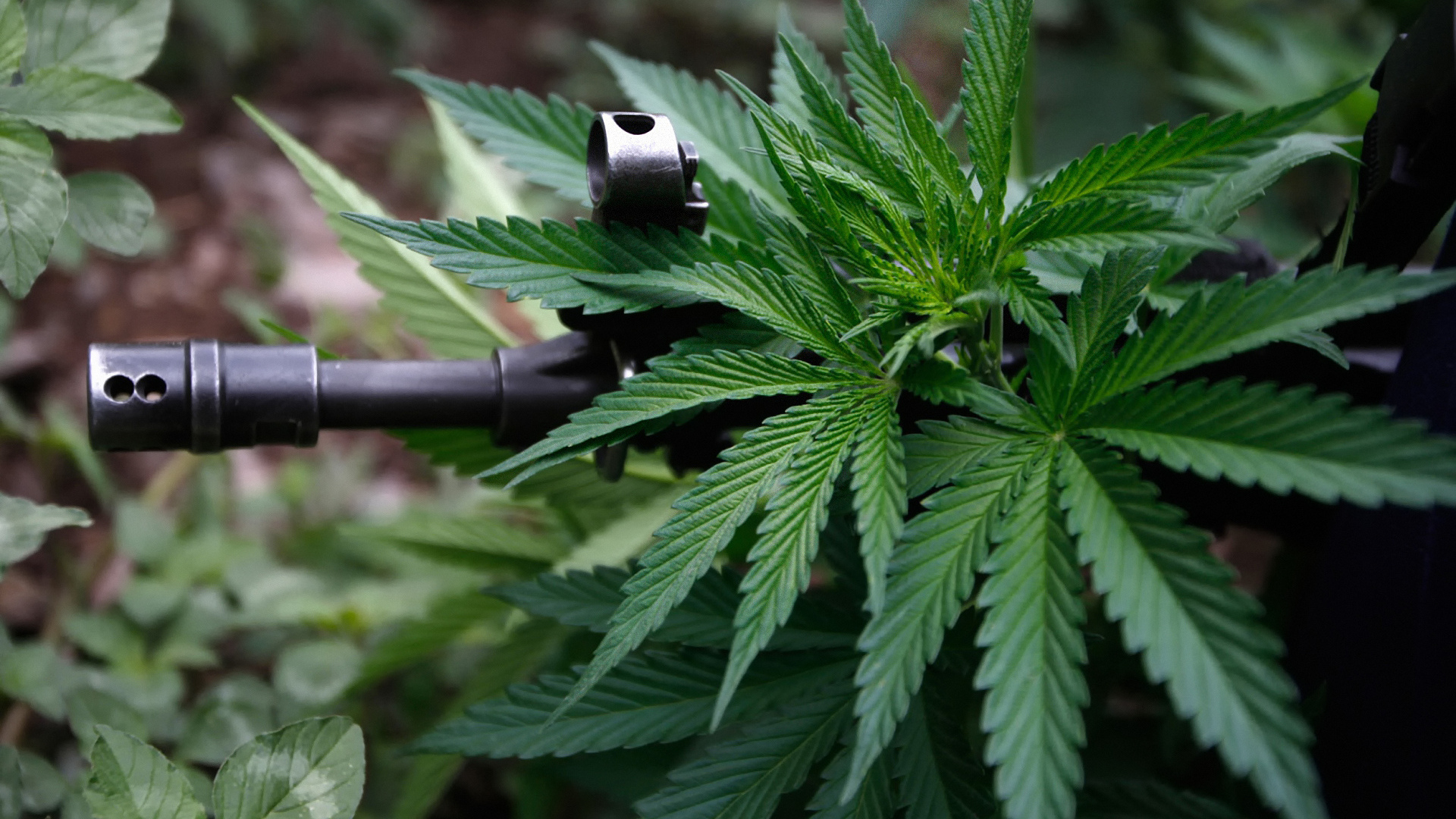 cannabis HD wallpaper, background