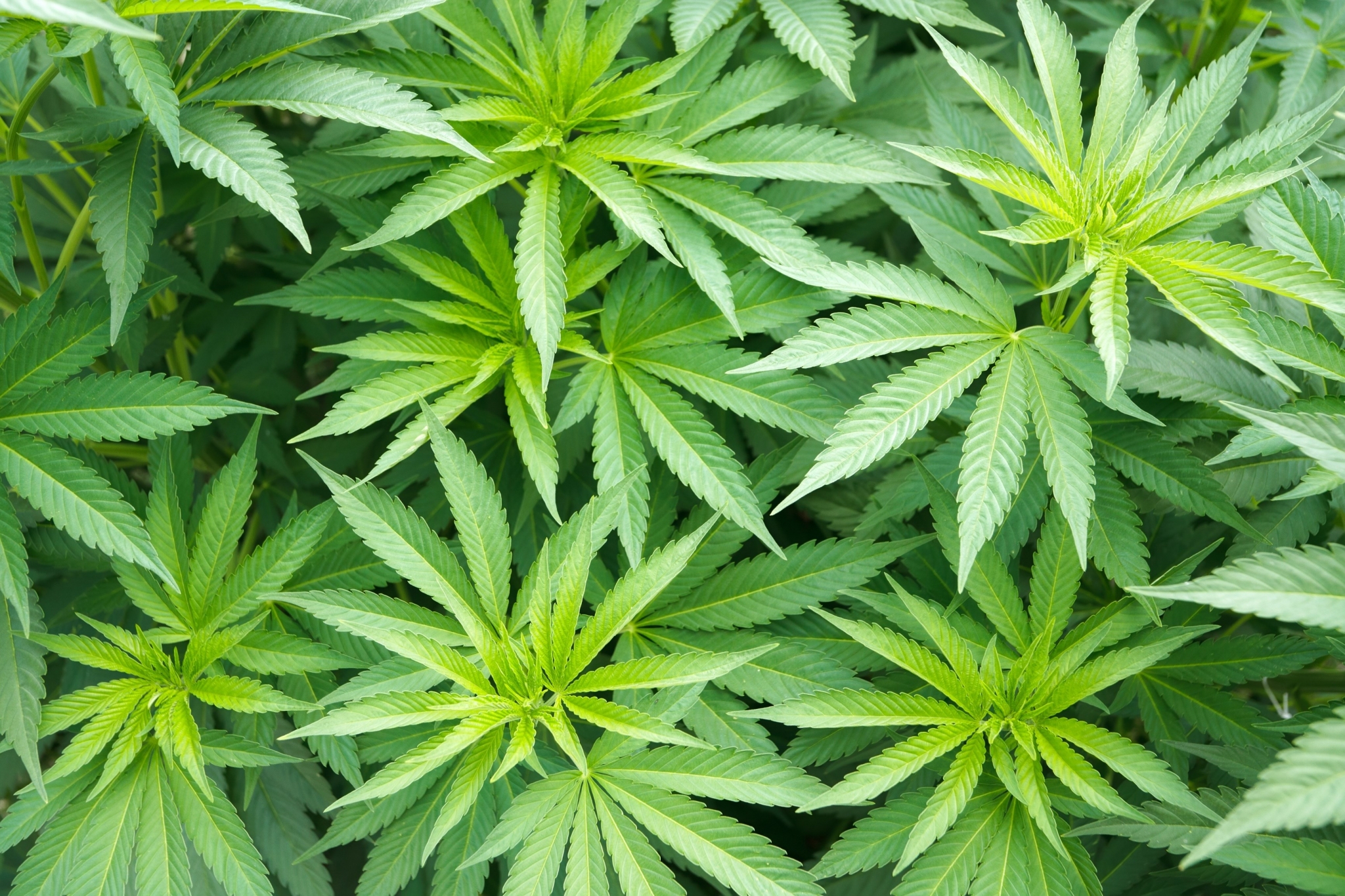 marijuana desktop wallpaper HD wallpaper