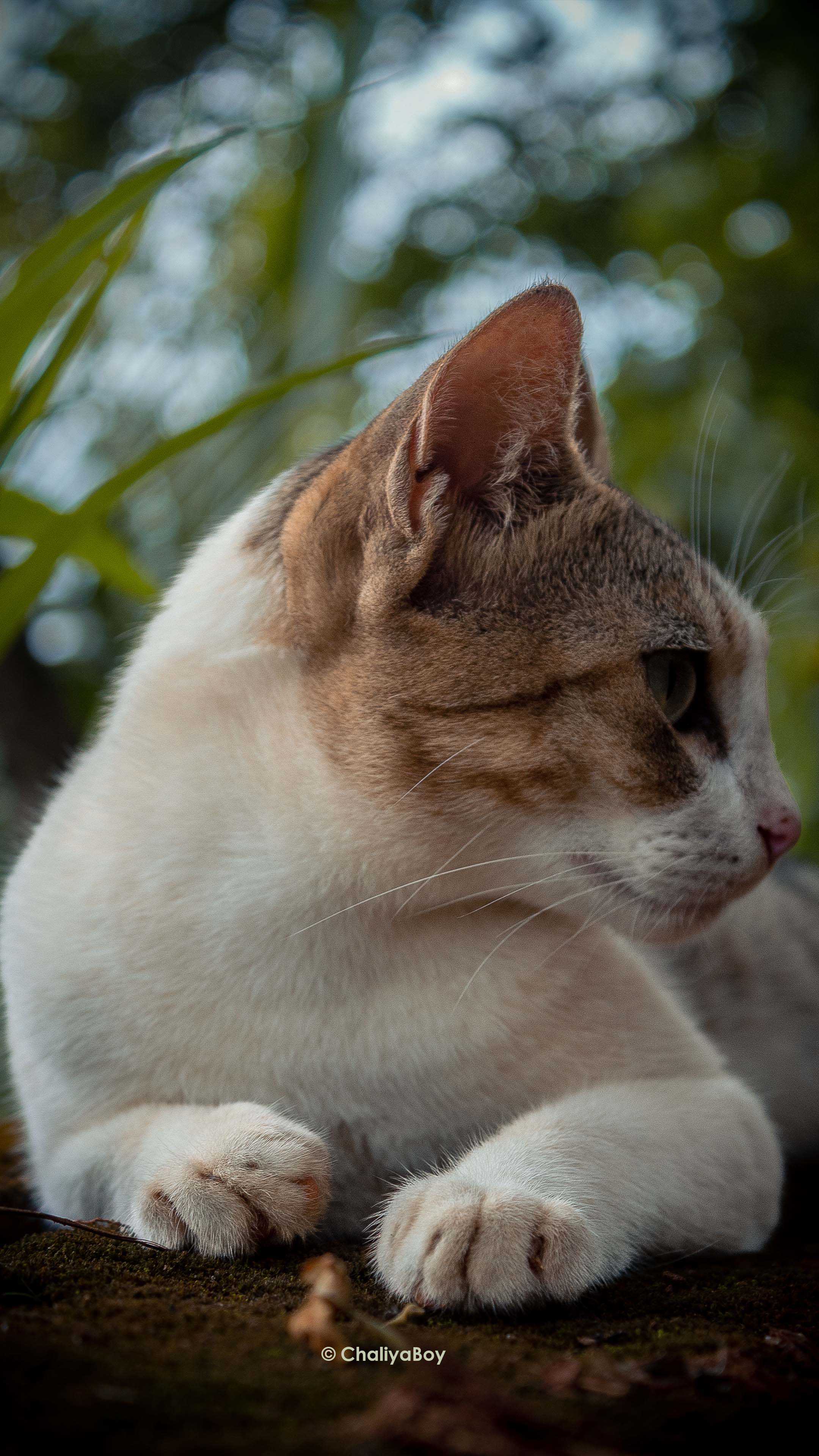 Cat Forest Photography 4K Ultra HD