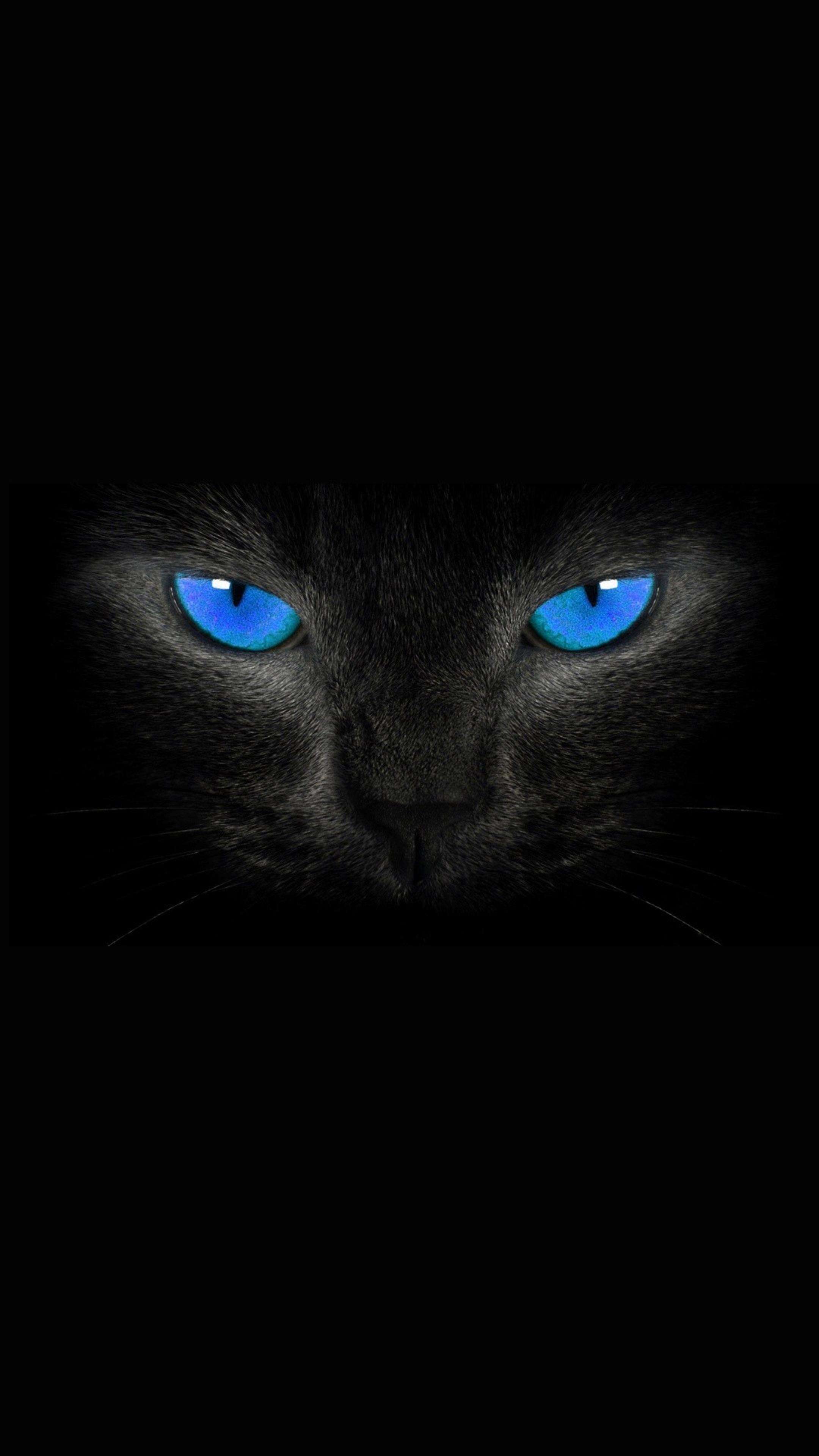 Cat Blue Eyes Dark View 4K Phone Wallpaper