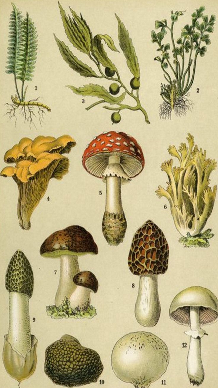 ⊹vintage wallpaper, retro wallpaper, mushrooms, fairycore wallpaper, fairycore, goblincore. Vintage poster art, Mushroom poster, Art collage wall