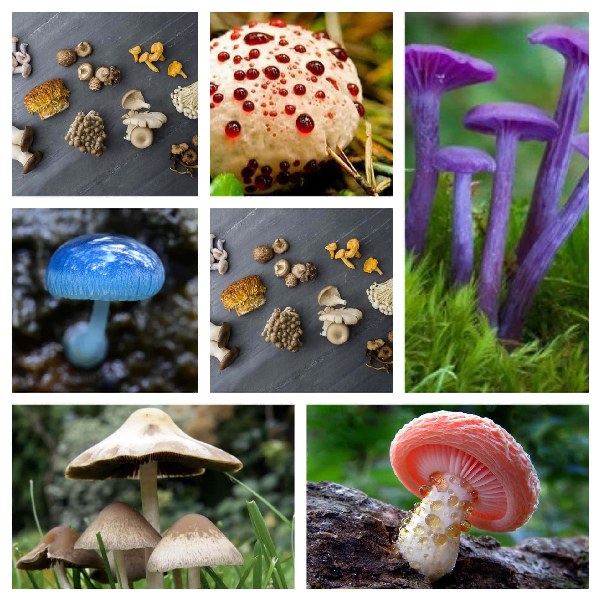 Download A Collage Of Picture Of Different Mushrooms