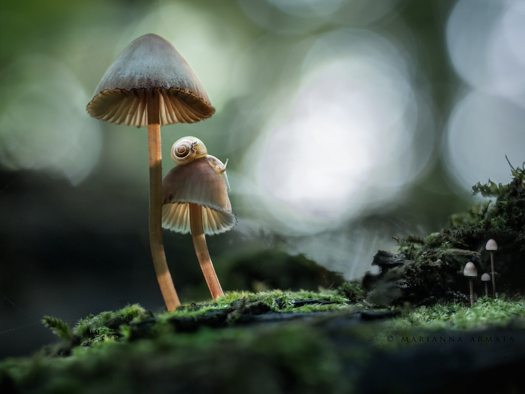 Wallpaper, sunlight, forest, fall, nature, collage, moss, mushroom, green, couple, bokeh, jungle, snail, fungus, tree, autumn, leaf, flower, two, flora, 2, fauna, screenshot, woodland, habitat, botany, macro photography, psd, sdof, comp