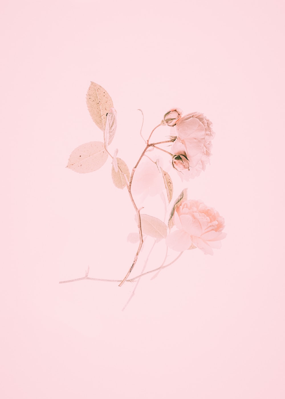30,Pastel Pink Picture. Download Free Image