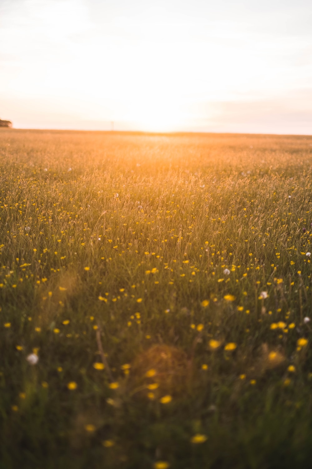 Summer Field Picture. Download Free Image