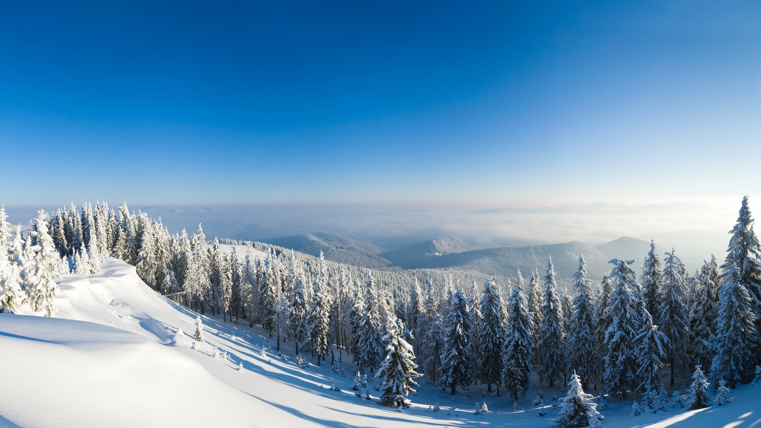 Wallpaper / Winter Forest, 4K, 4k Wallpaper, Mountain, Sun, Snow, Fir Trees Free Download