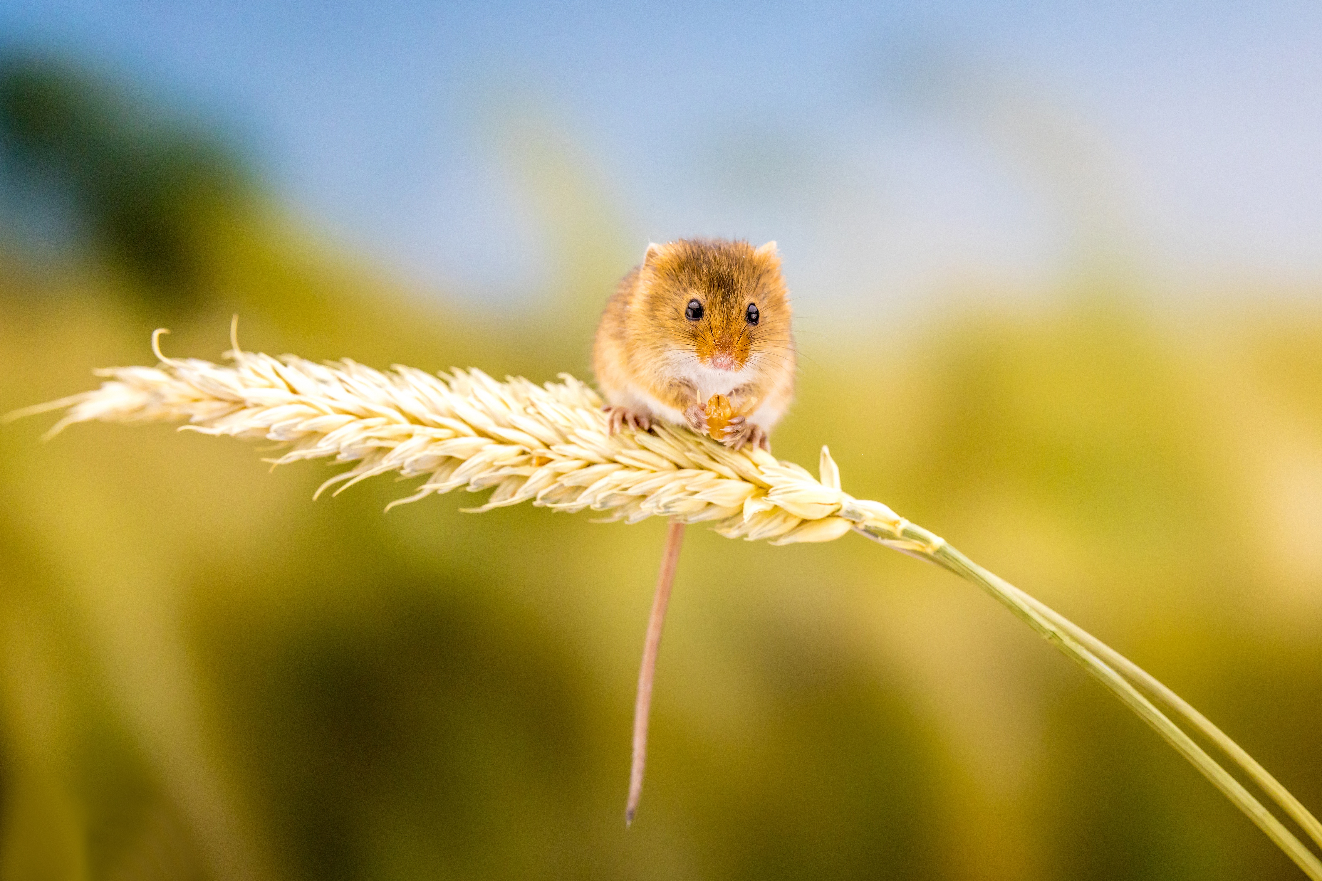 Animal Mouse 4k Ultra HD Wallpaper