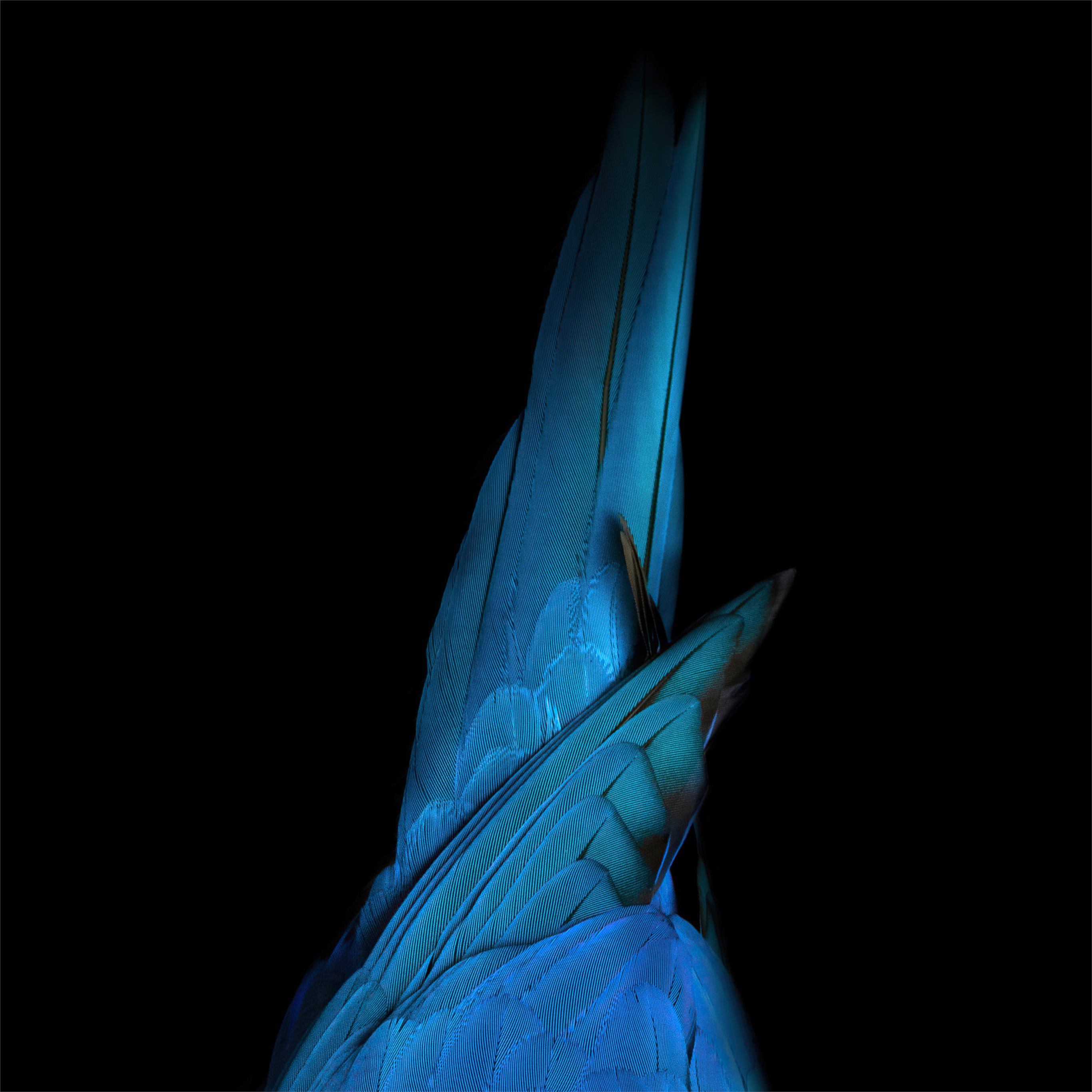 birds tail oled 4k iPad Air Wallpaper
