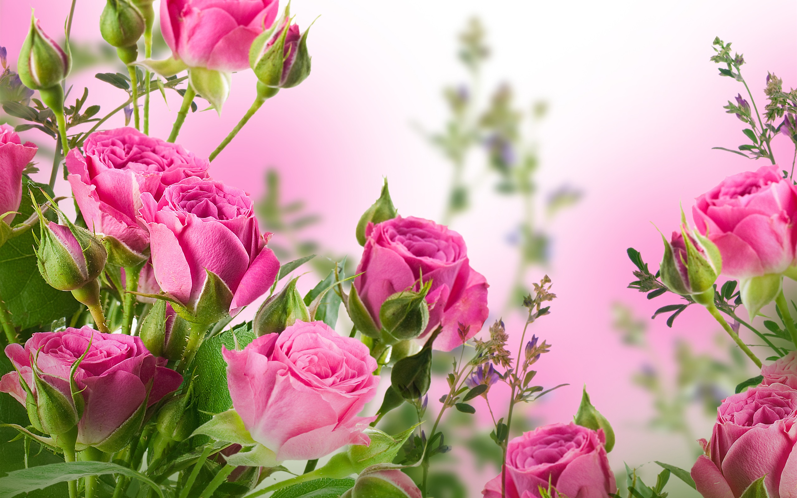 Wallpaper Pink rose flowers, garden 3840x2160 UHD 4K Picture, Image