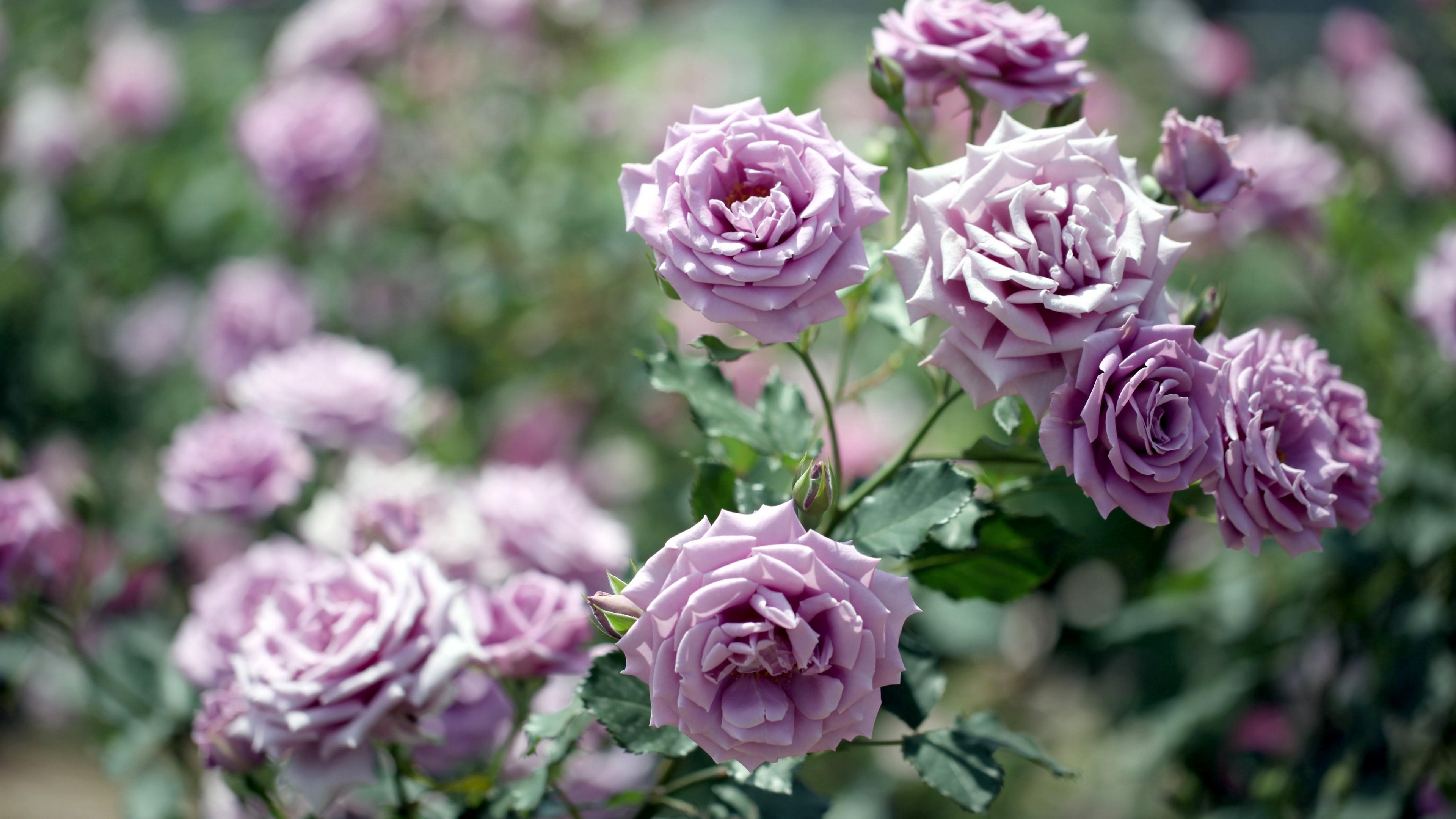 Wallpaper 4k roses, flowers, garden, blurring 4k Wallpaper