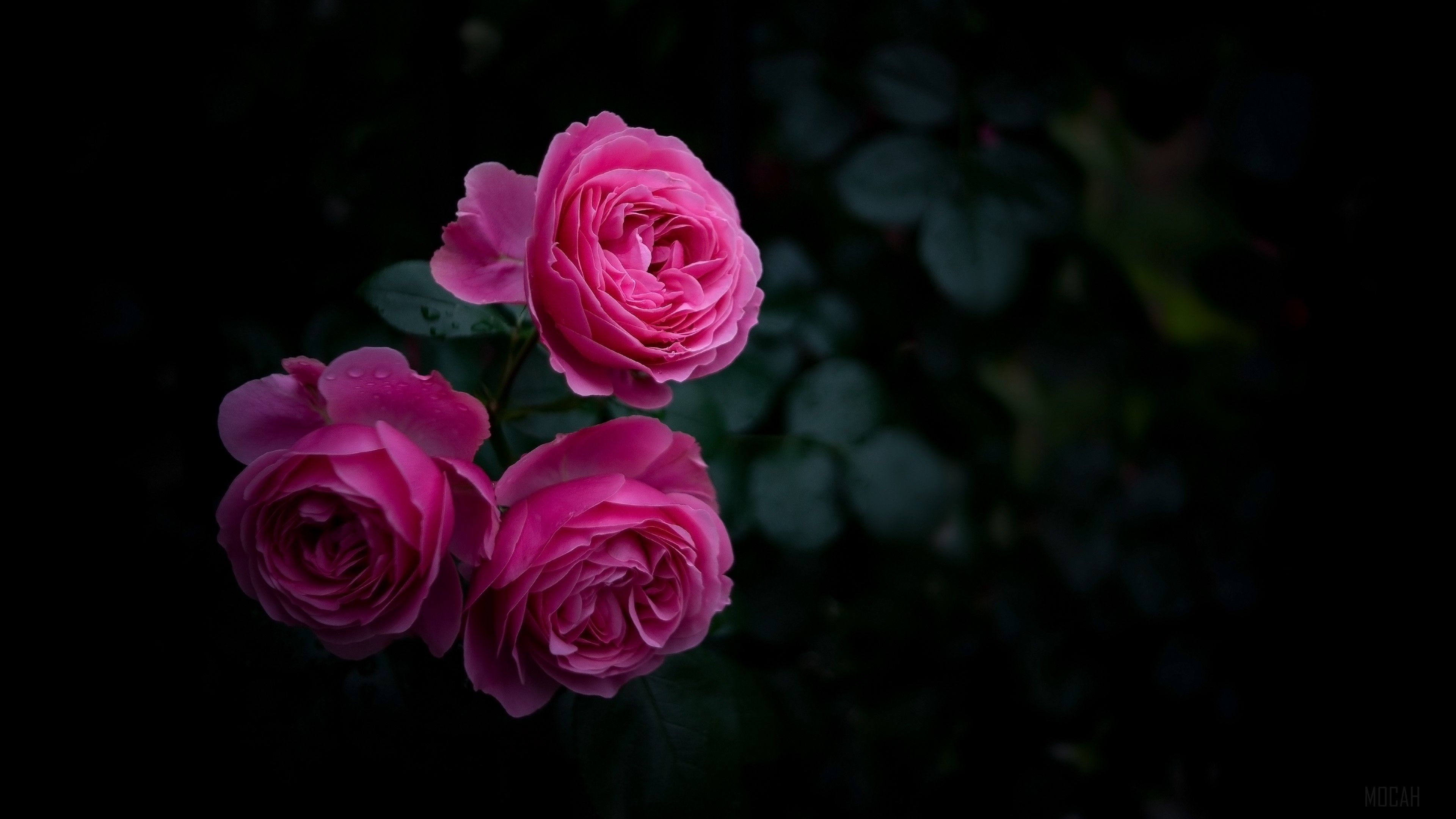 rose, buds, bush, garden, pink 4k Gallery HD Wallpaper