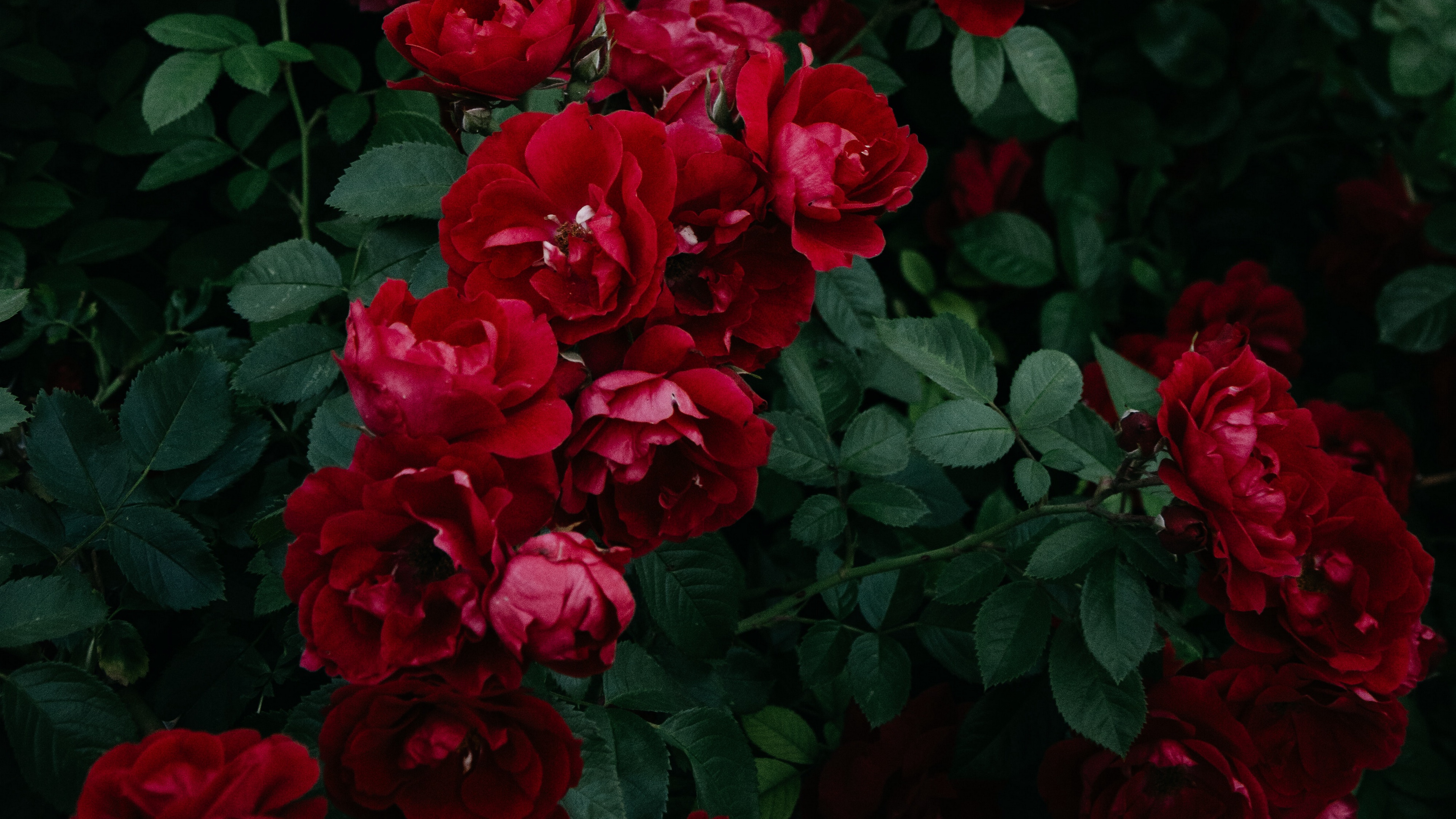 Wallpaper 4k roses, bush, garden, bud, red, bloom, leaves 4k Wallpaper