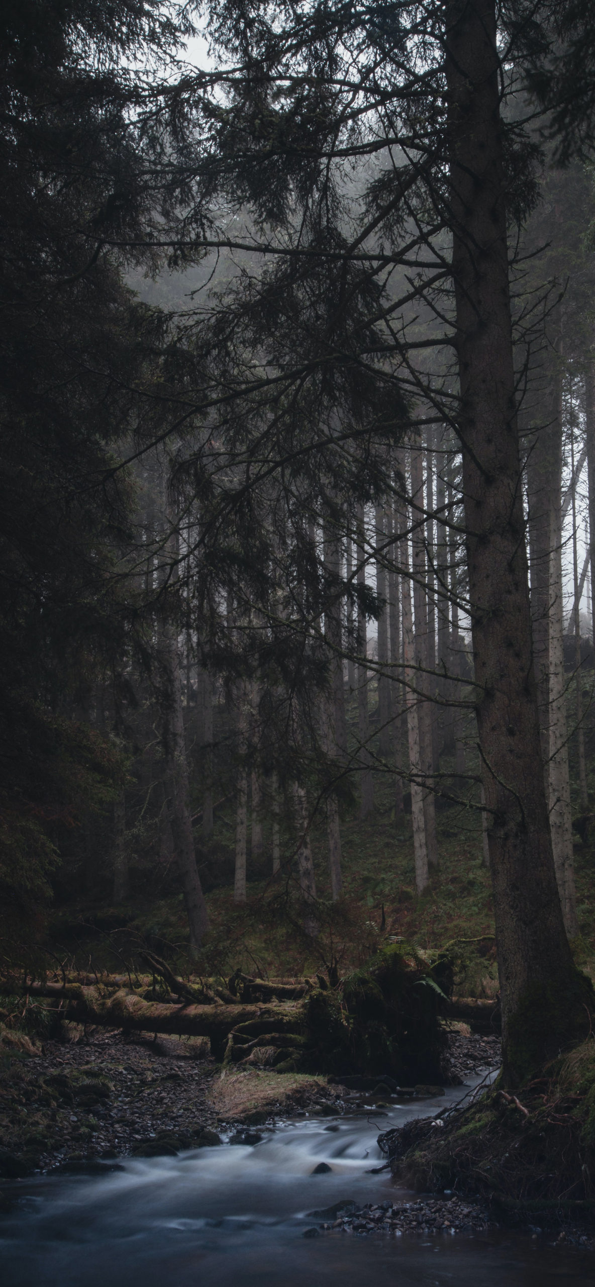 Forest Wallpaper for iPhone 11, Pro Max, X, 8, 7, 6