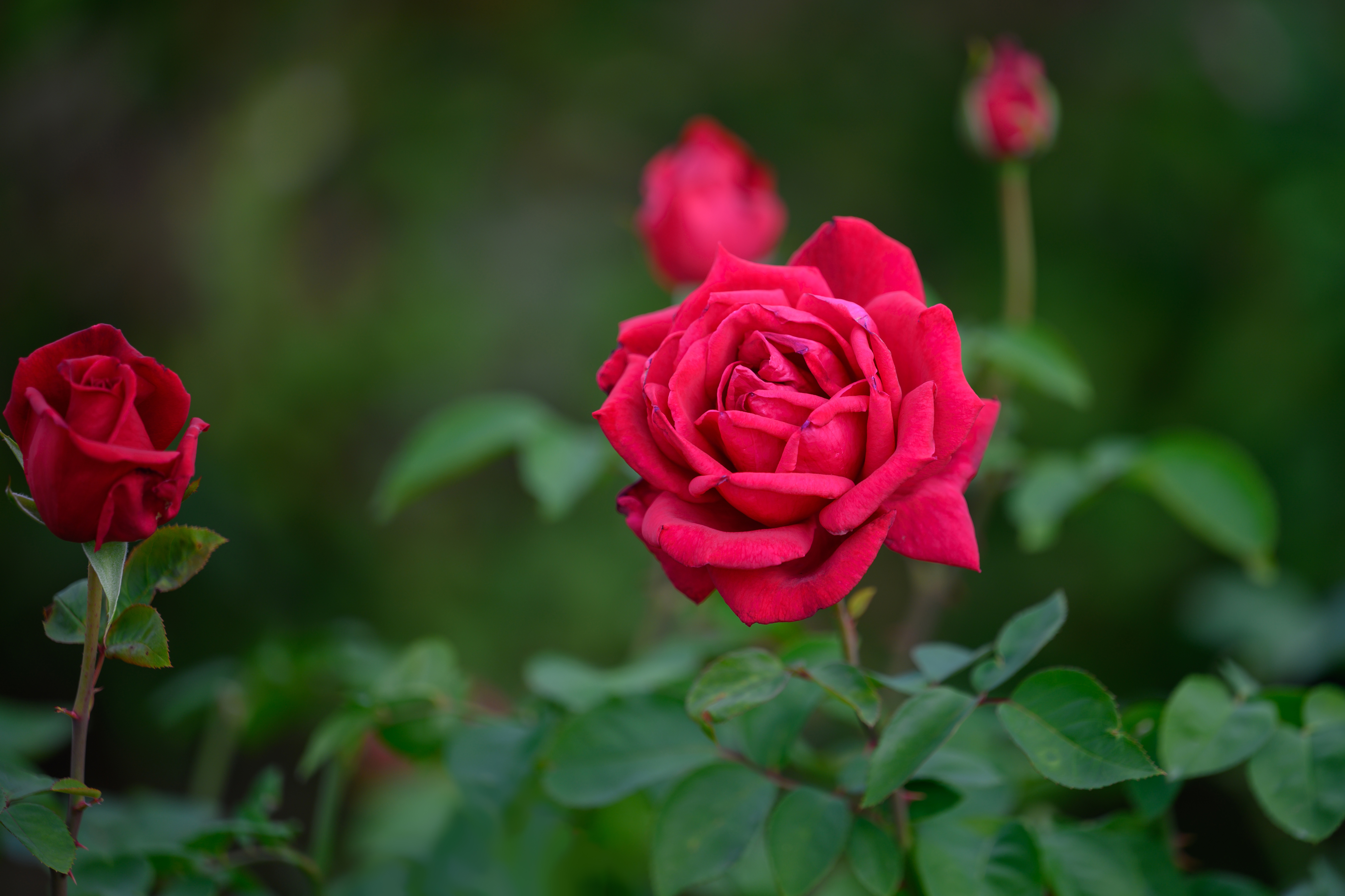 Rose 4K, Flower Gallery HD Wallpaper