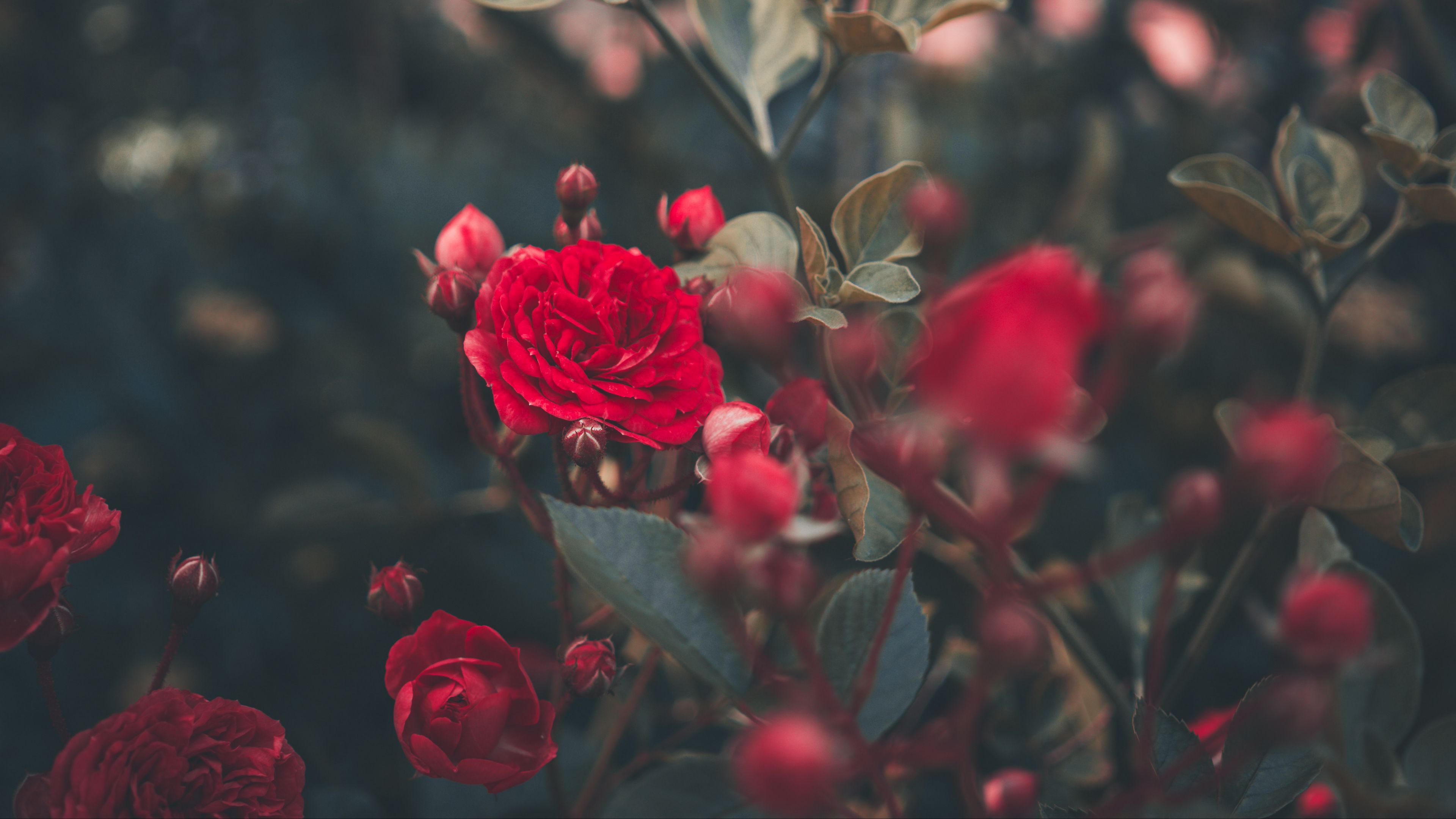 Wallpaper / rose, bush, bud, red, garden, 4k free download