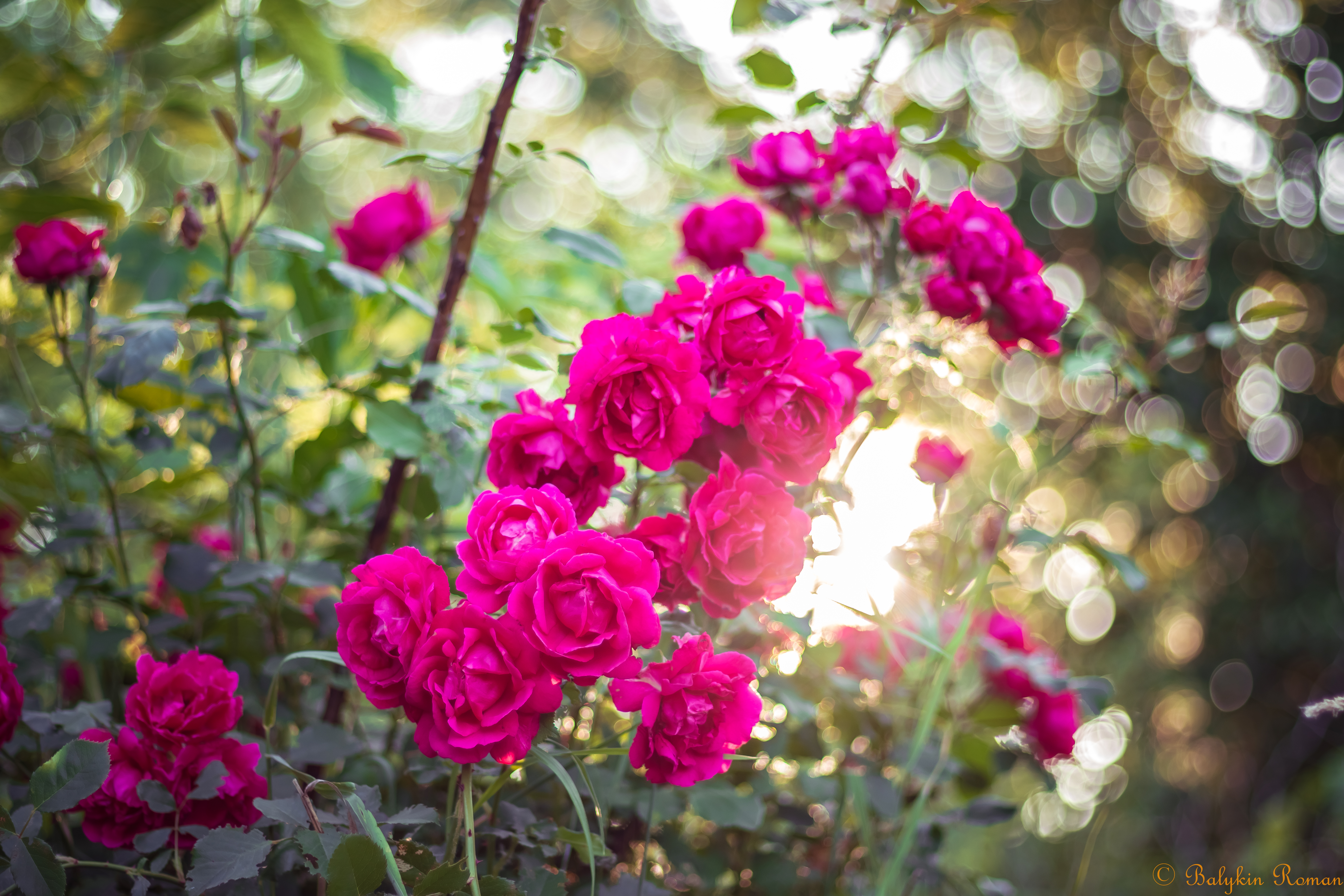 Nature Rose Bush 4k Ultra HD Wallpaper