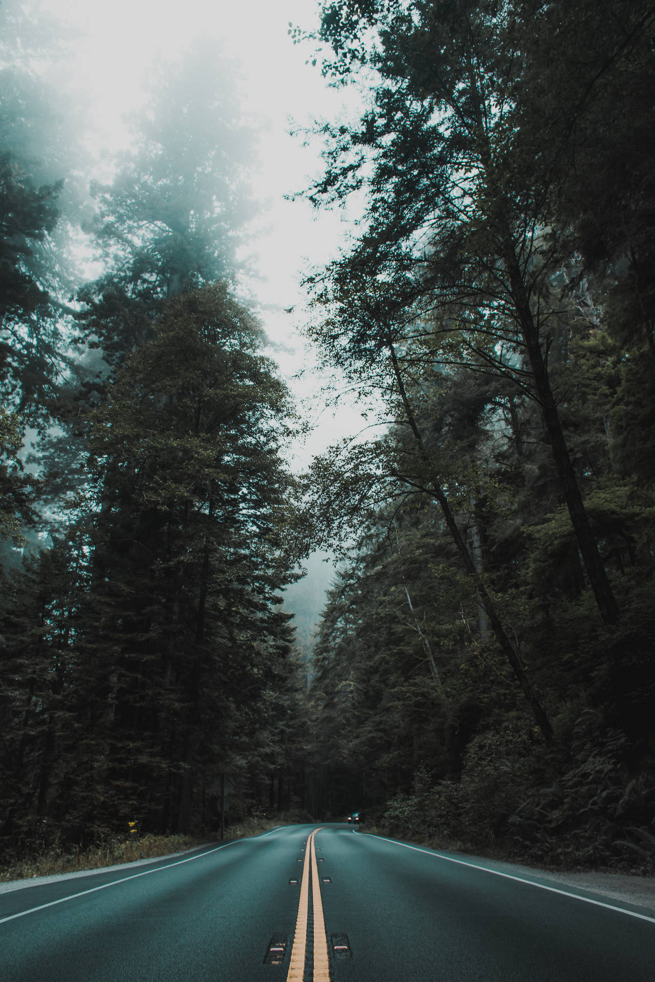 Download Aesthetic Lonely Mountain Forest iPhone Wallpaper
