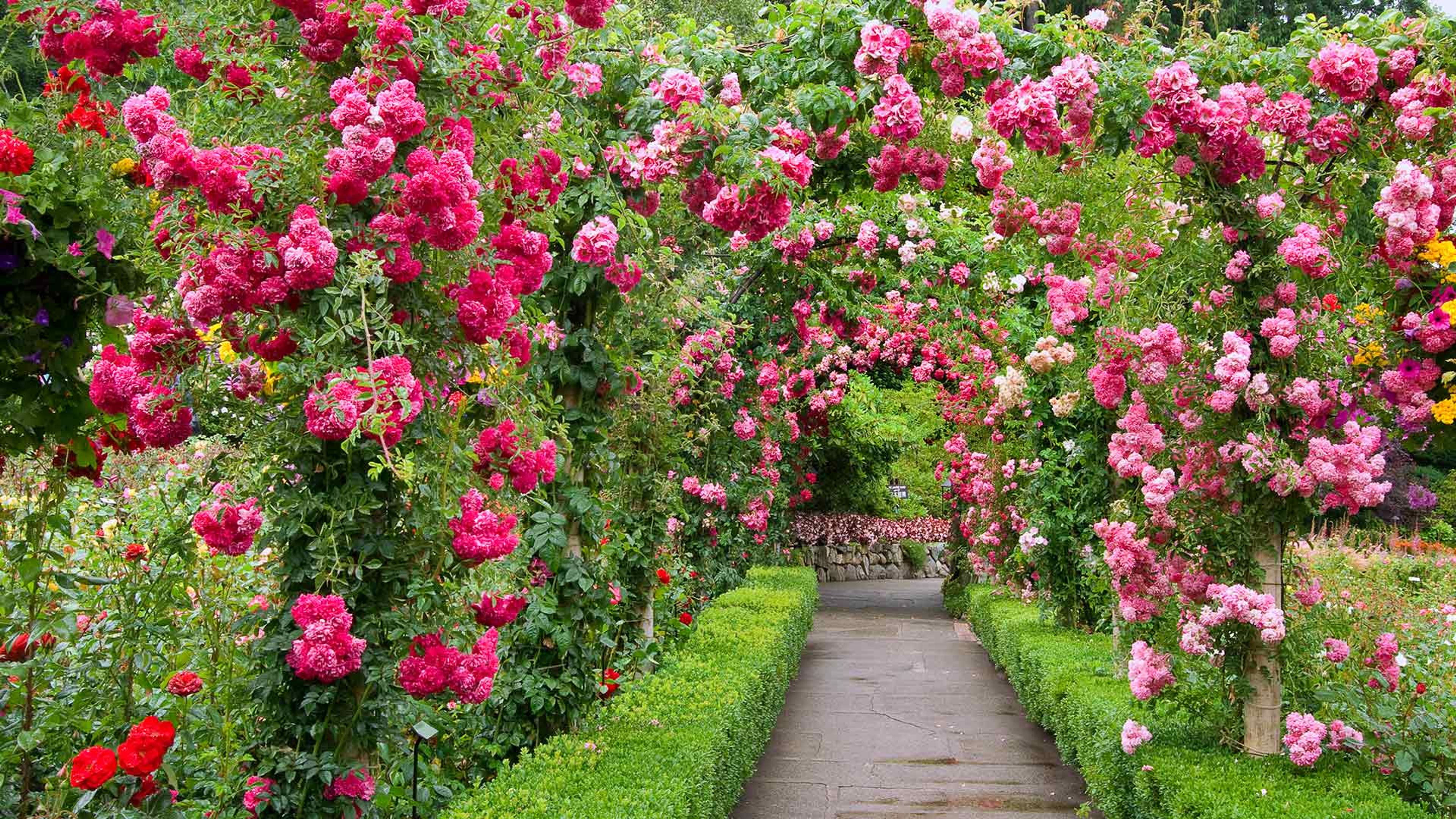 Rose Garden, Butchart Gardens, Greater Victoria, B.C