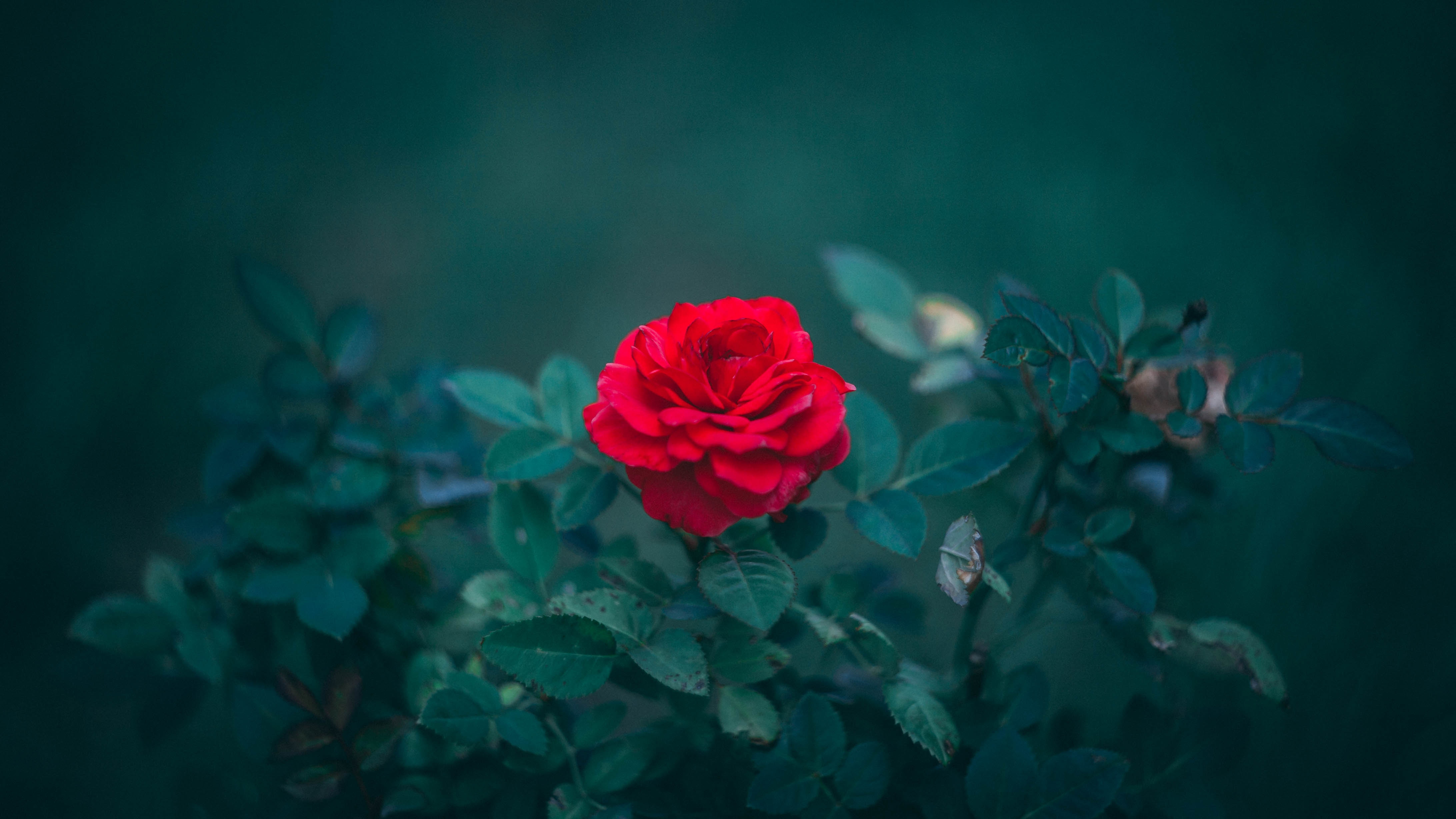 Wallpaper Red Rose in Bloom During Daytime, Background Free Image