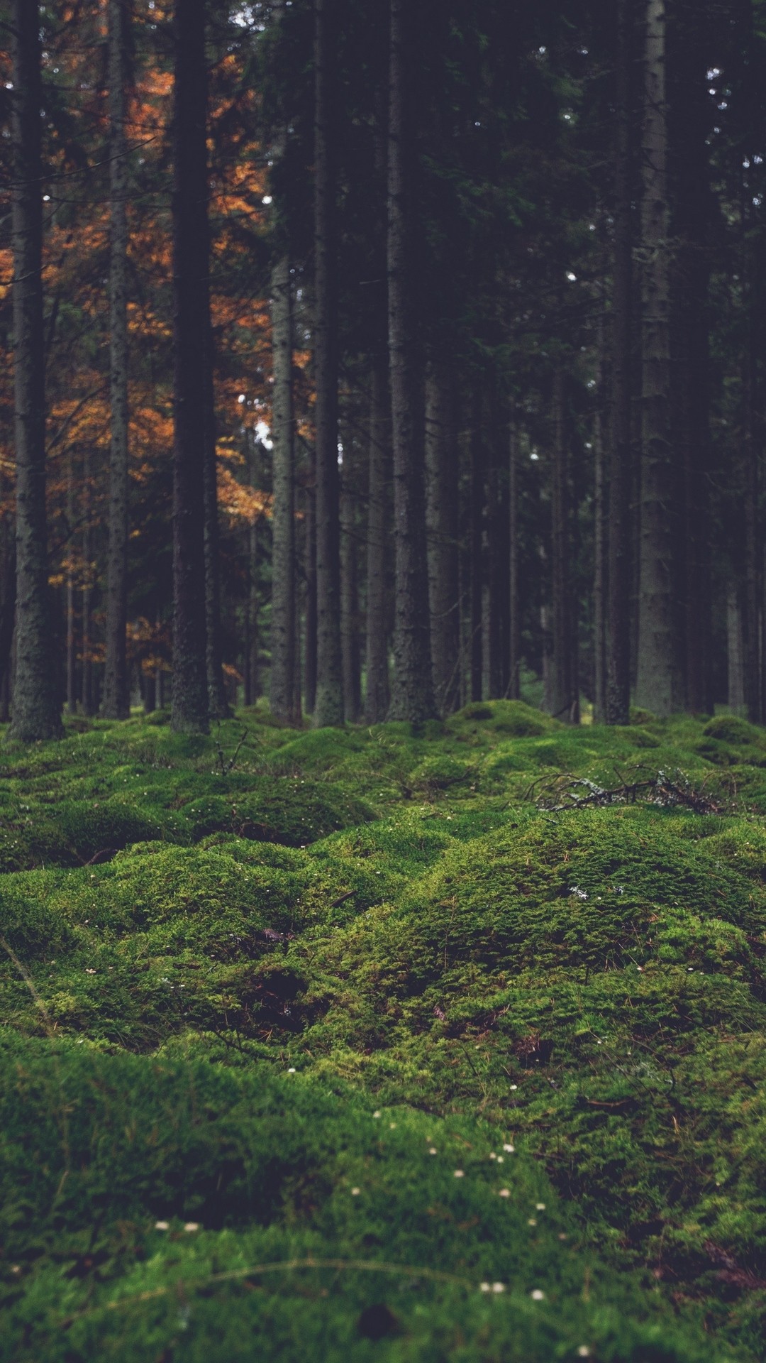 Forest iPhone HD Wallpaper