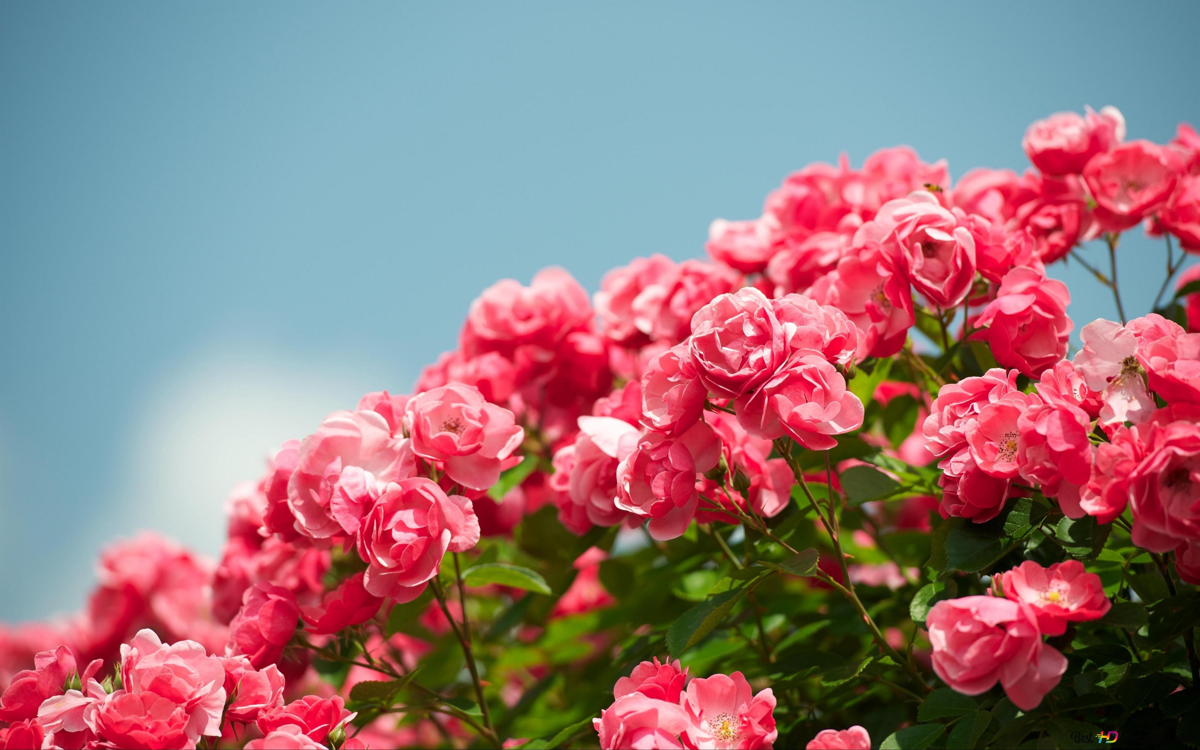 Beautiful Roses Shrubs 4K wallpaper download