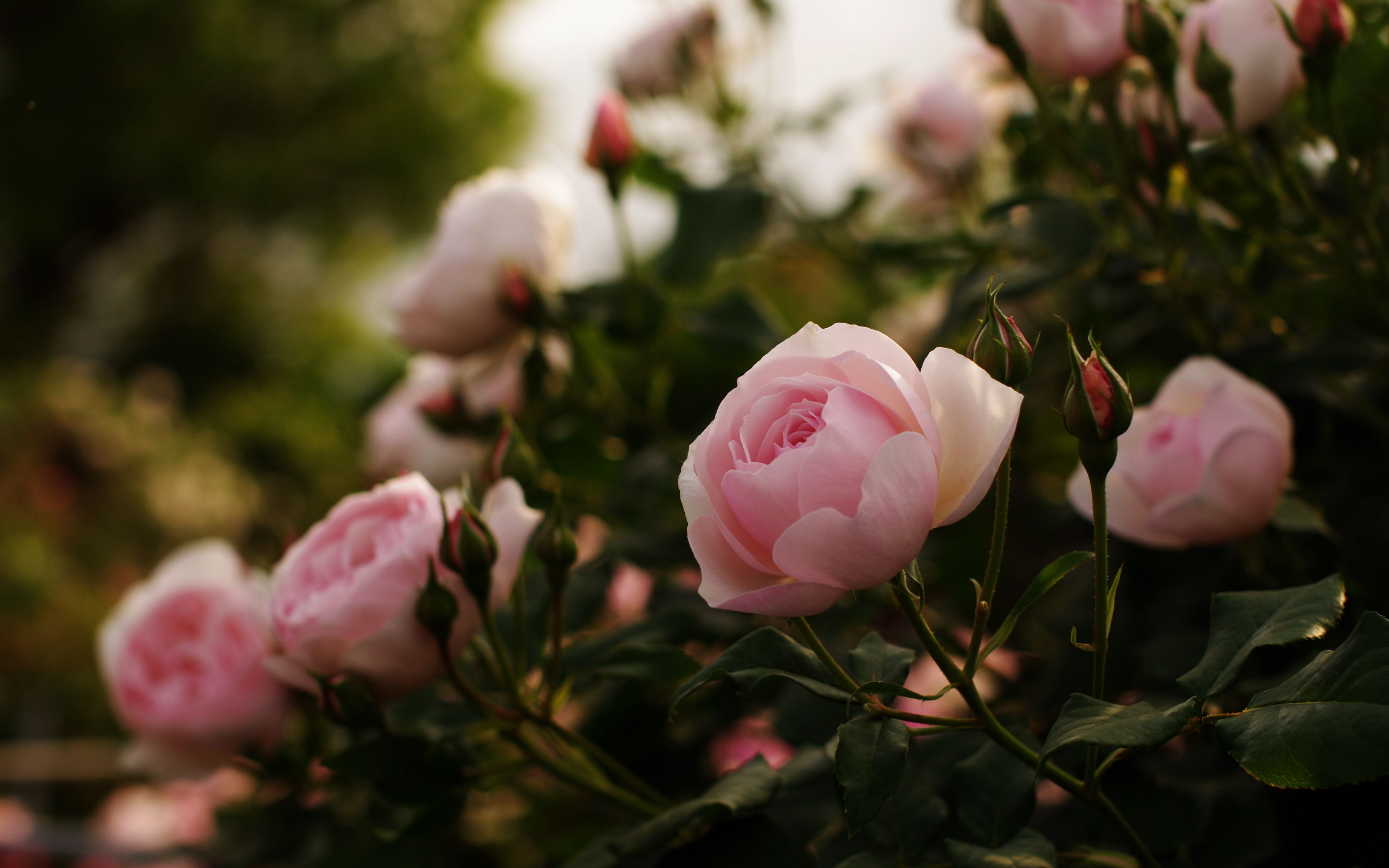 Download wallpaper 3840x2400 roses, flowers, bushes, garden, herbs, buds, leaves 4k ultra HD 16:10 HD background