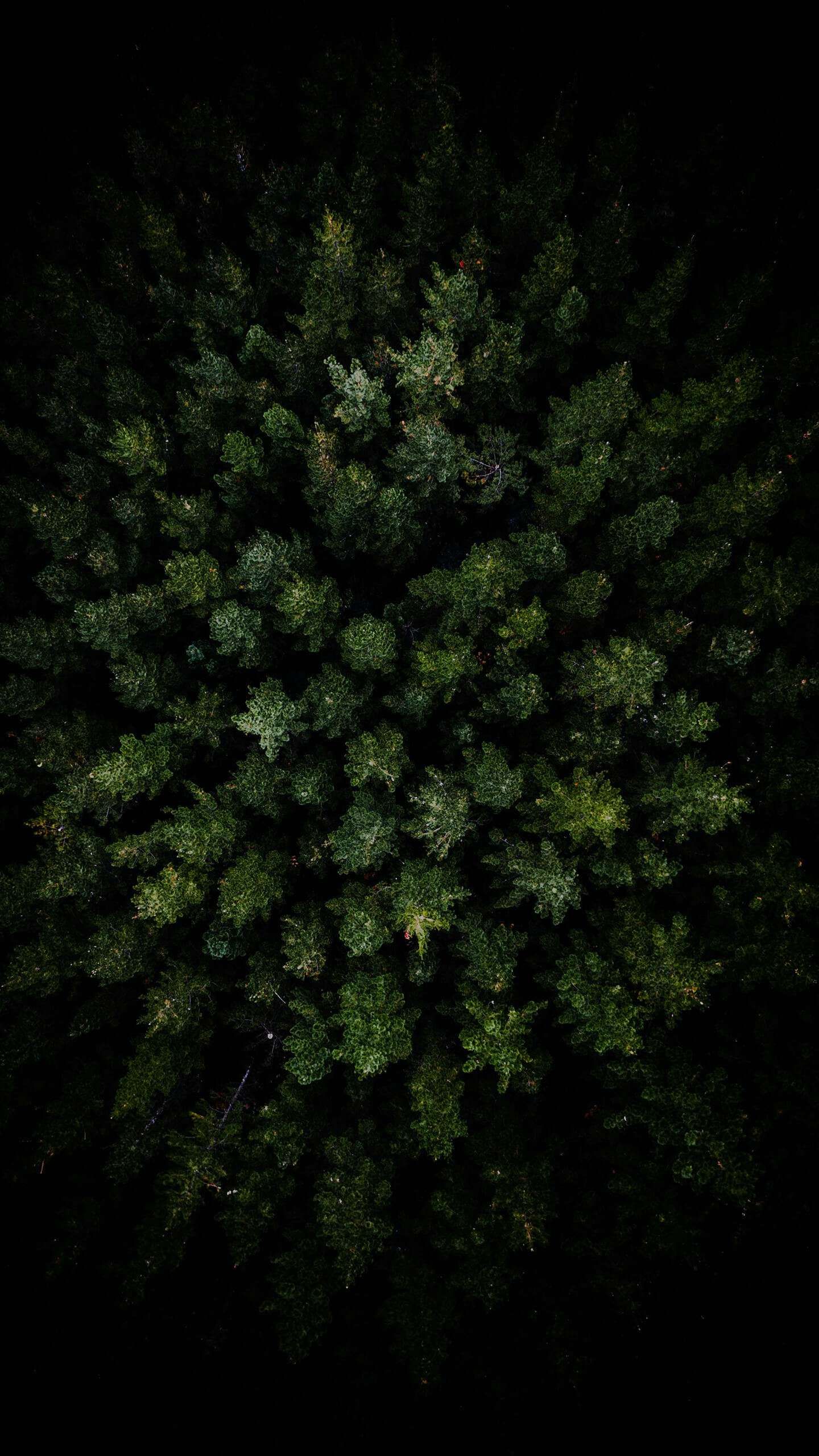 Free download Dark Forest Aerial View iPhone Wallpaper Forest wallpaper iphone [1440x2560] for your Desktop, Mobile & Tablet. Explore Aerial Forest Wallpaper. Forest Background, Forest Wallpaper, Aerial Wallpaper