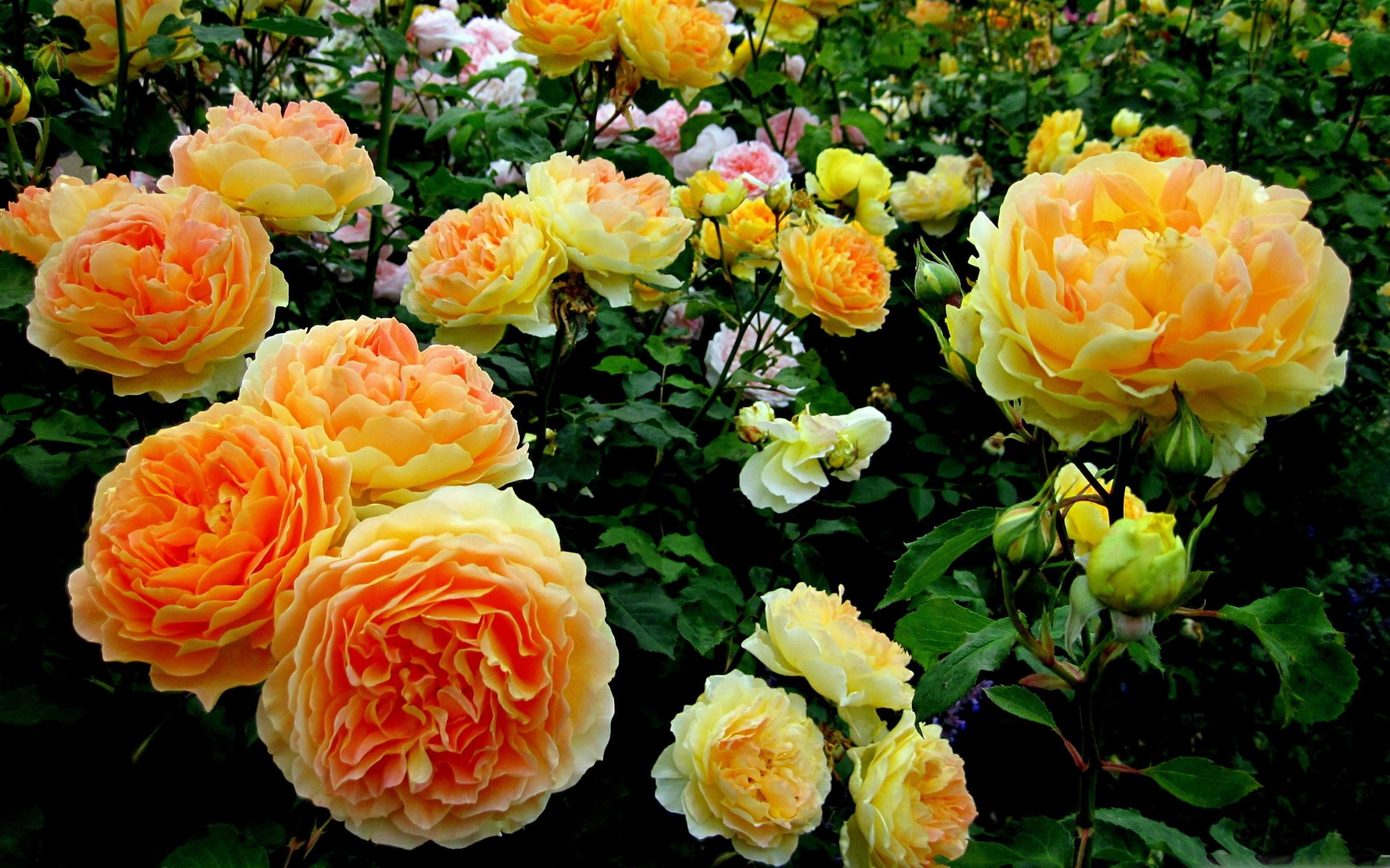 Roses Garden Mac Wallpaper Download